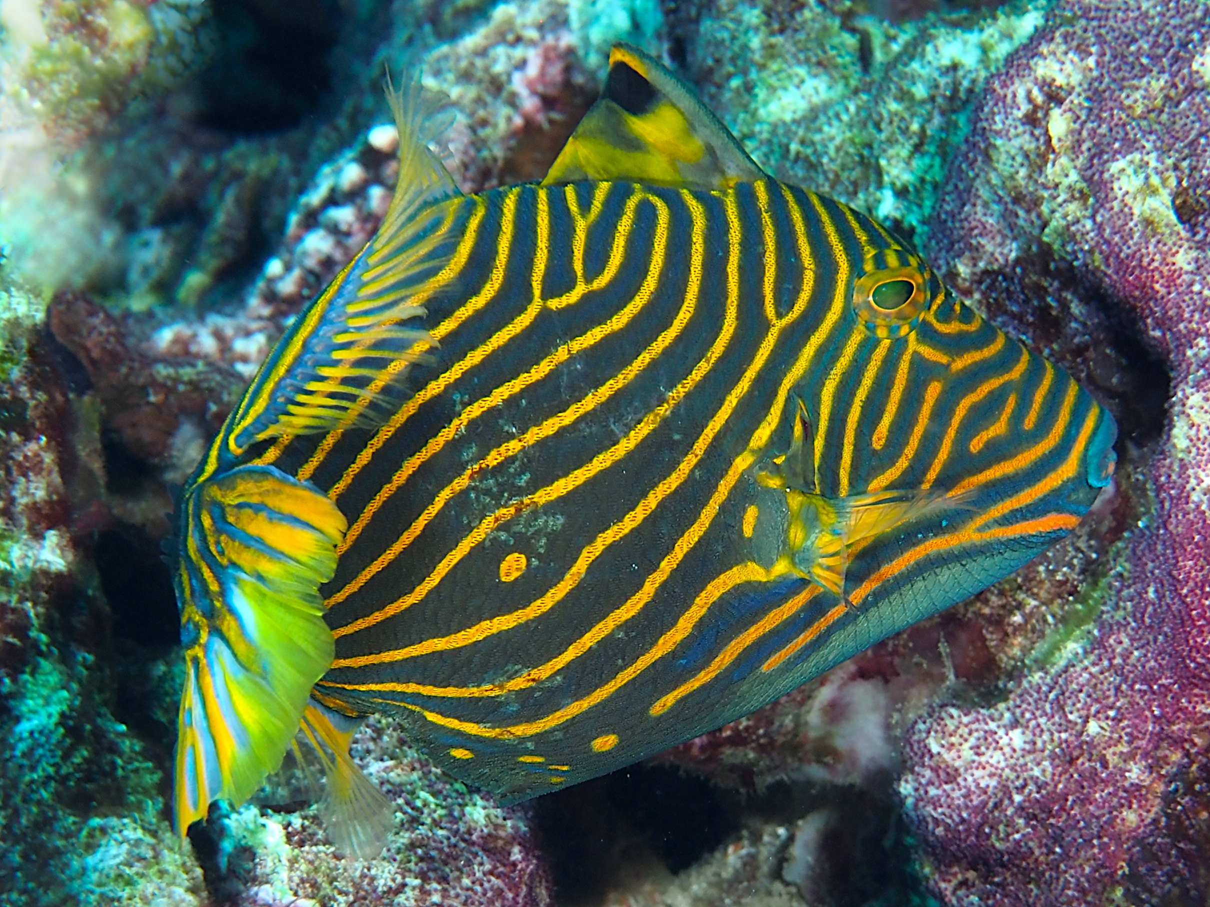 Orange-Lined Triggerfish - Balistapus undulatus