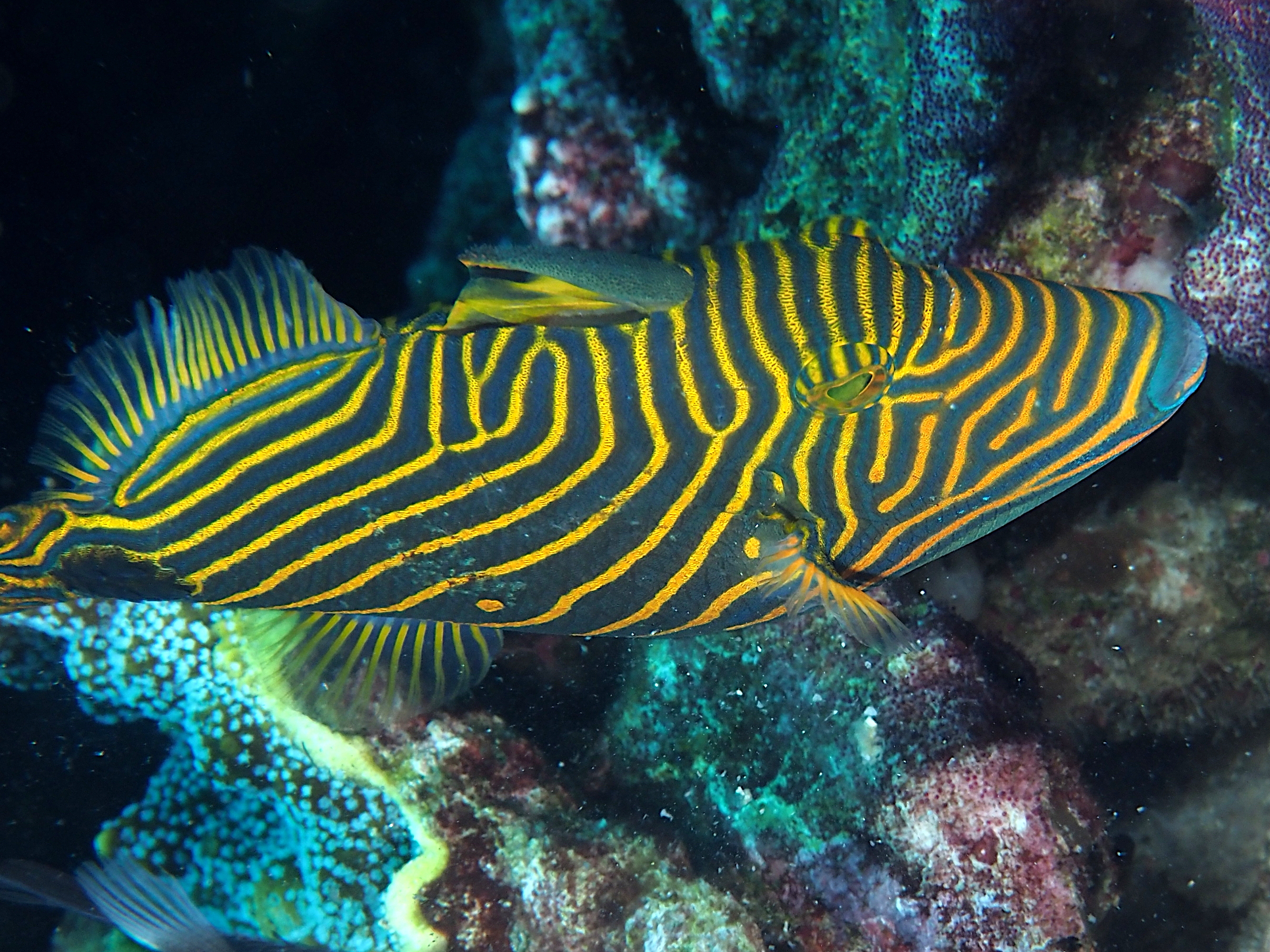 Orange-Lined Triggerfish - Balistapus undulatus
