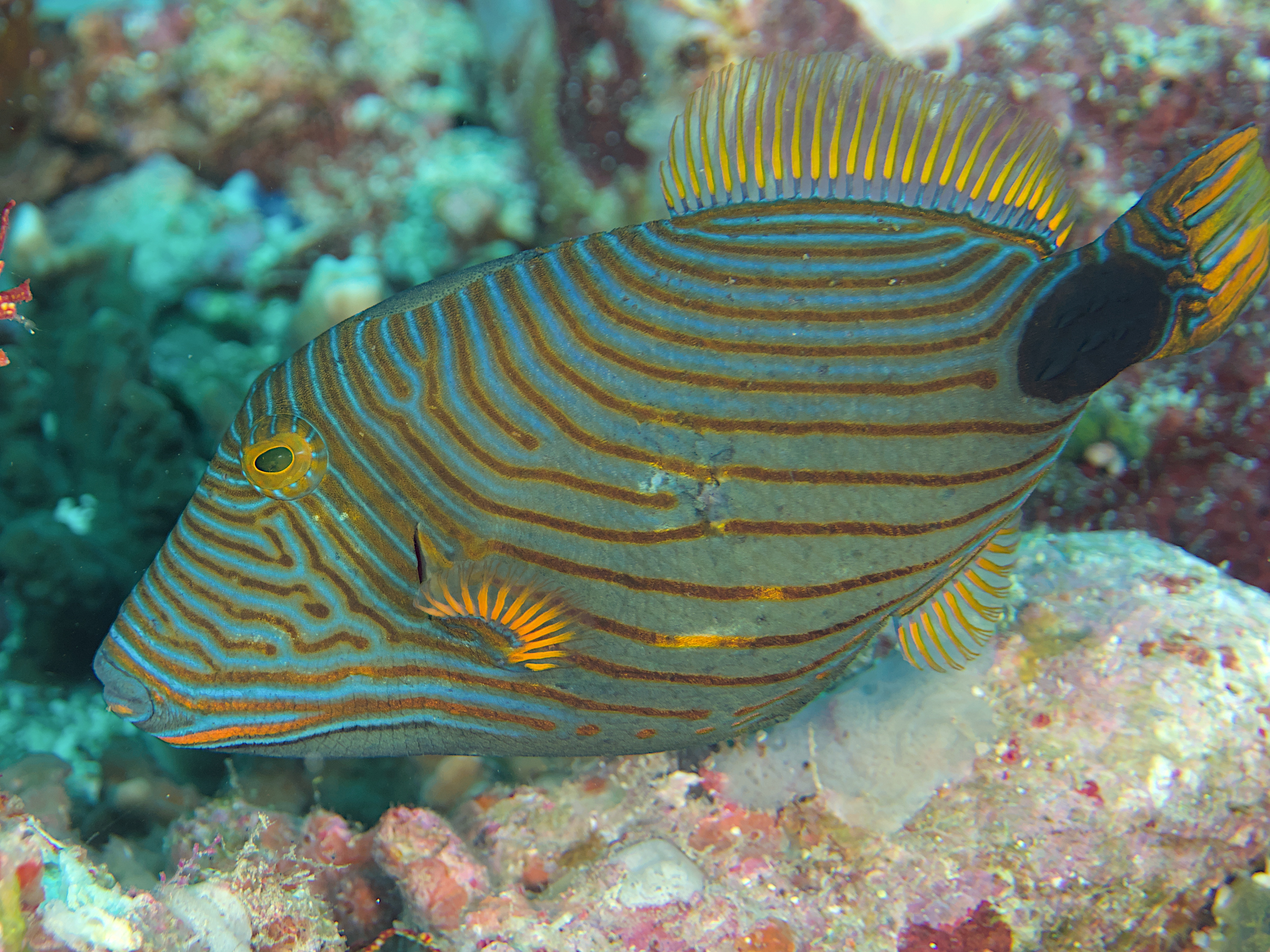 Orange-Lined Triggerfish - Balistapus undulatus
