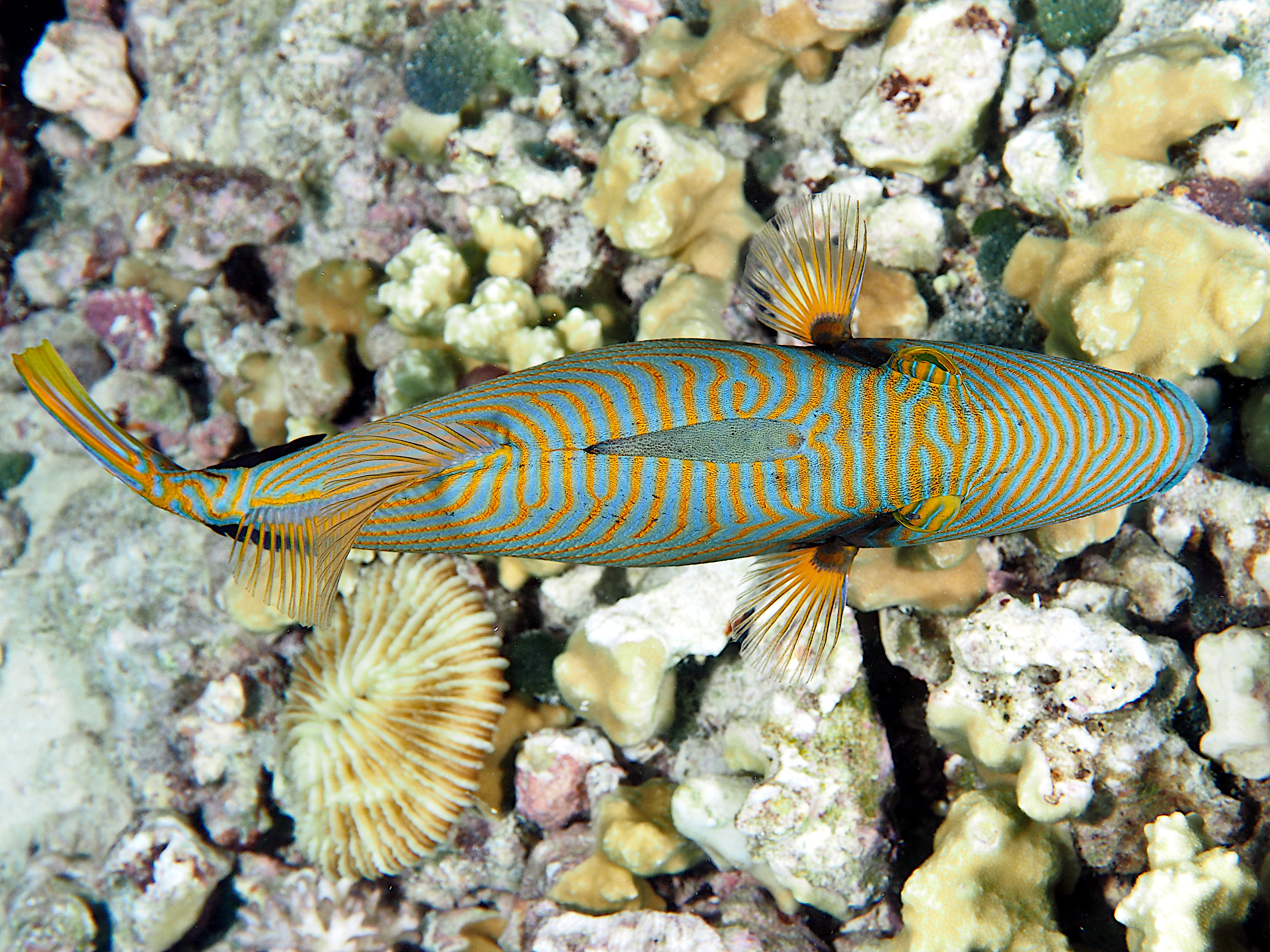 Orange-Lined Triggerfish - Balistapus undulatus