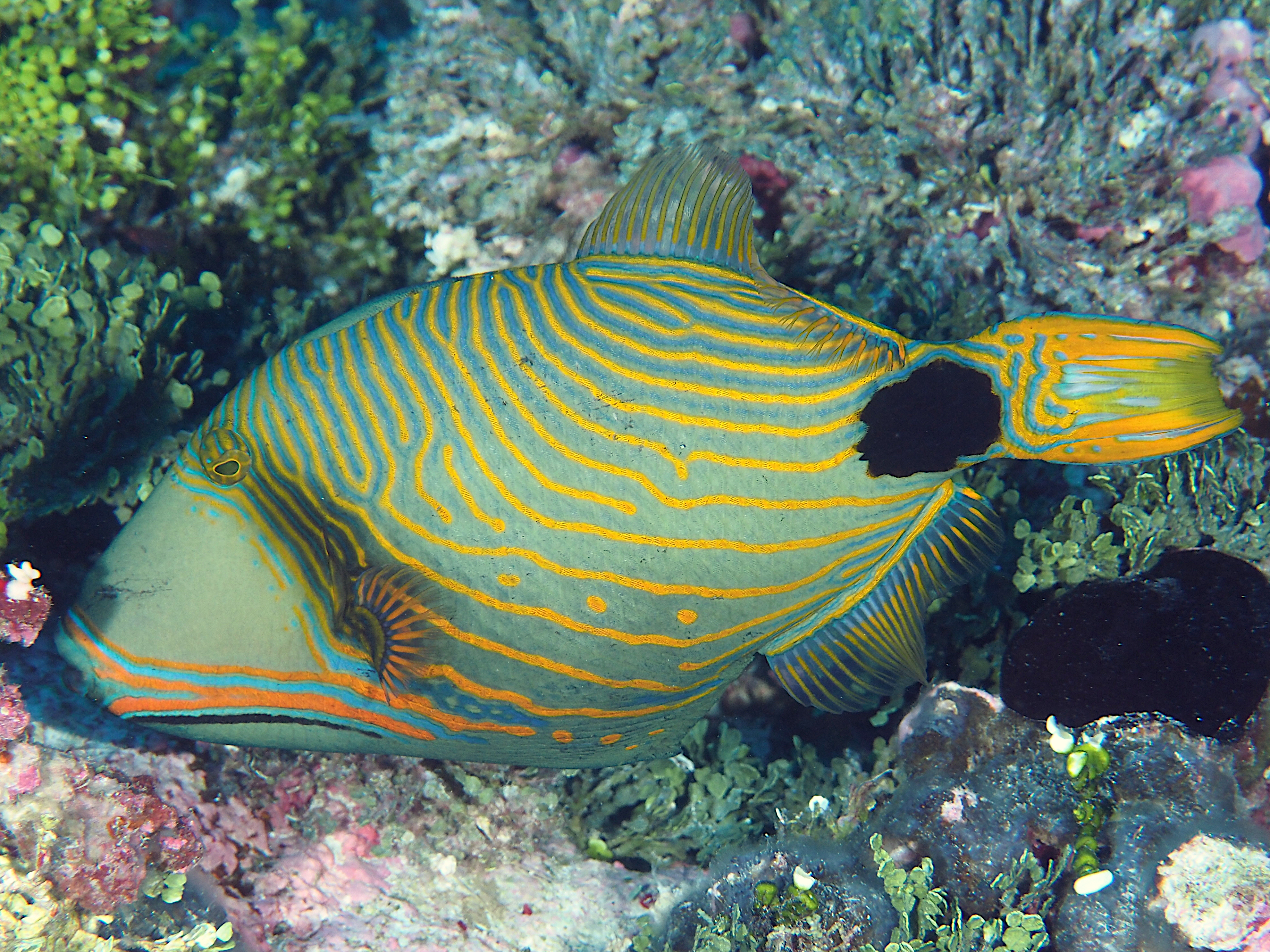 Orange-Lined Triggerfish - Balistapus undulatus