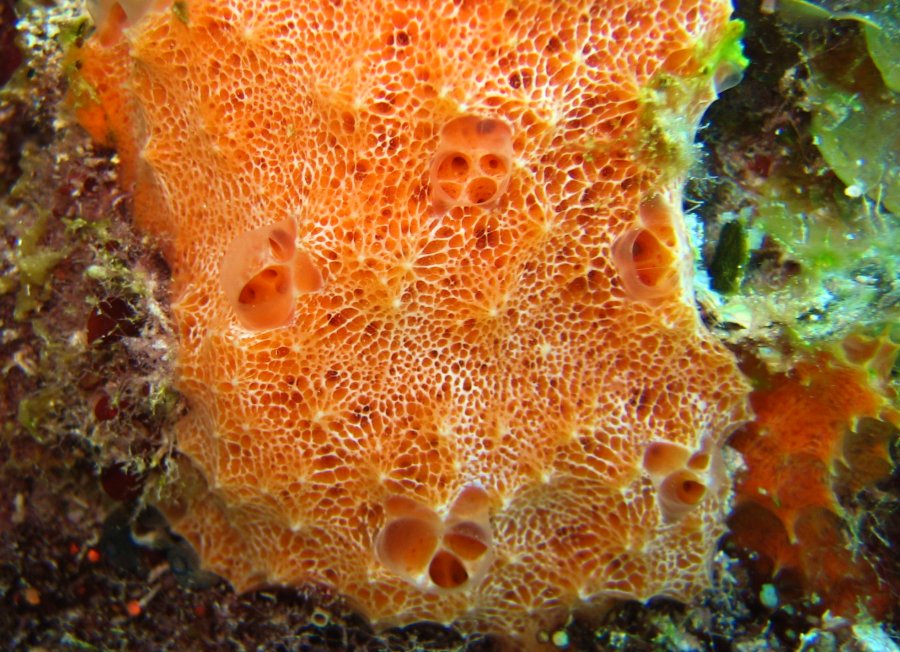 Orange Lumpy Encrusting Sponge - Scopalina ruetzleri