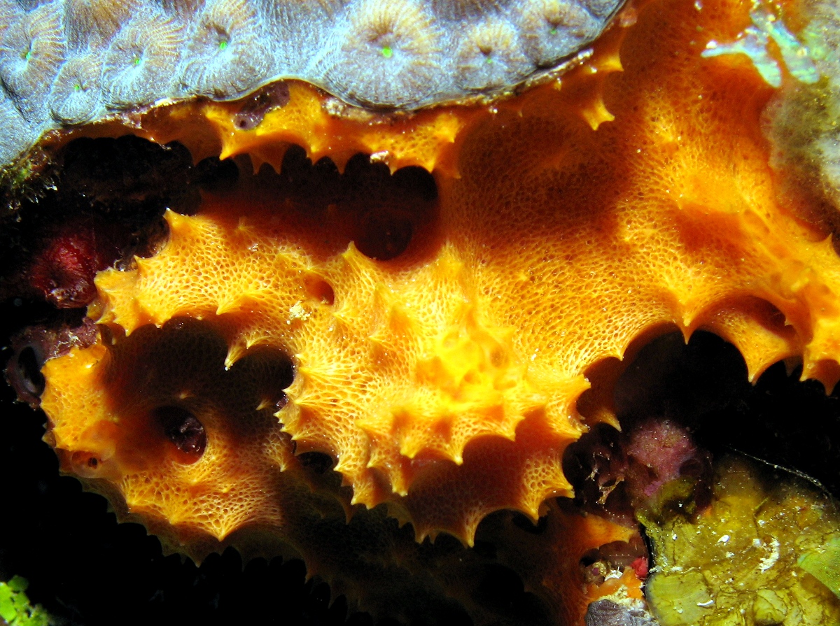 Orange Lumpy Encrusting Sponge - Scopalina ruetzleri