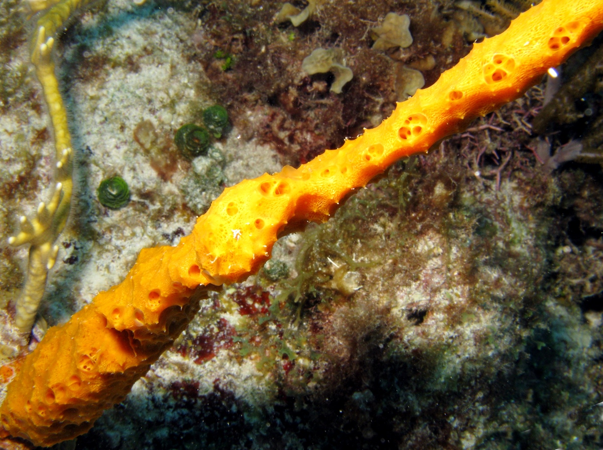 Orange Lumpy Encrusting Sponge - Scopalina ruetzleri