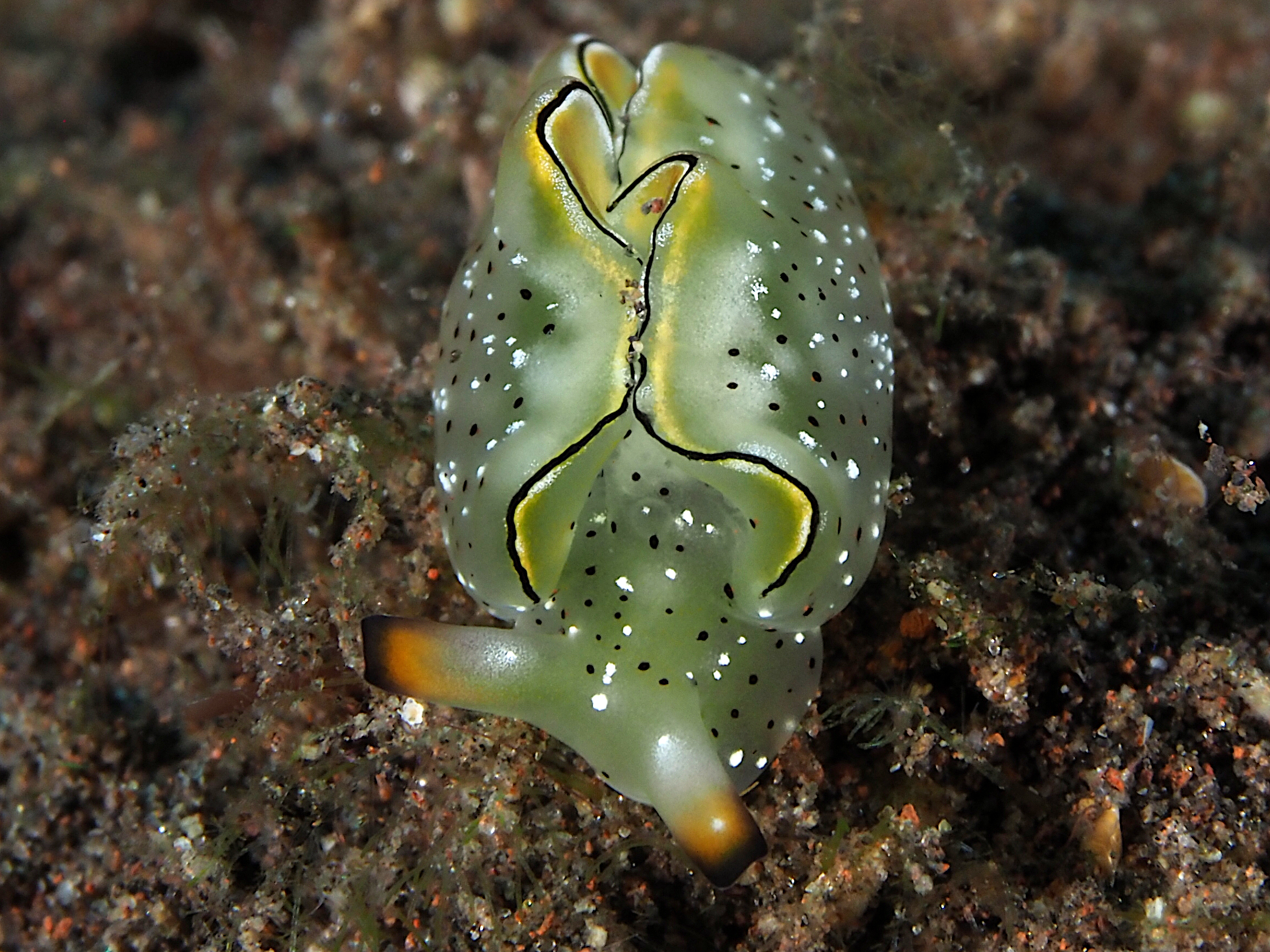 Orangemargin Elysia - Elysia marginata