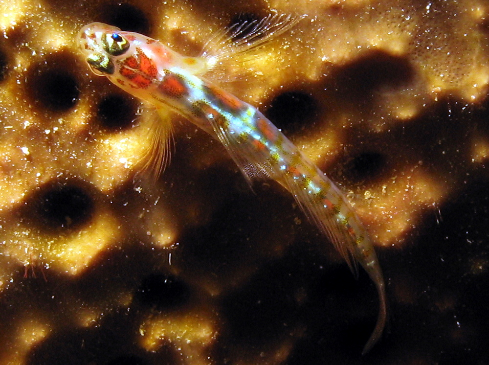 Orangesided Goby - Elacatinus dilepis