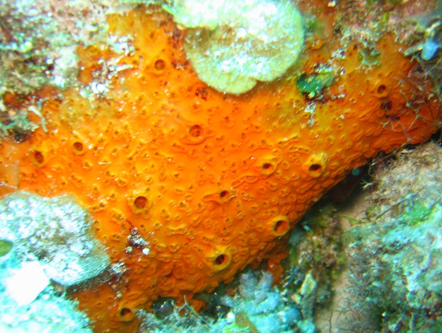 Orange Sieve Encrusting Sponge - Diplastrella sp. - Nassau, Bahamas