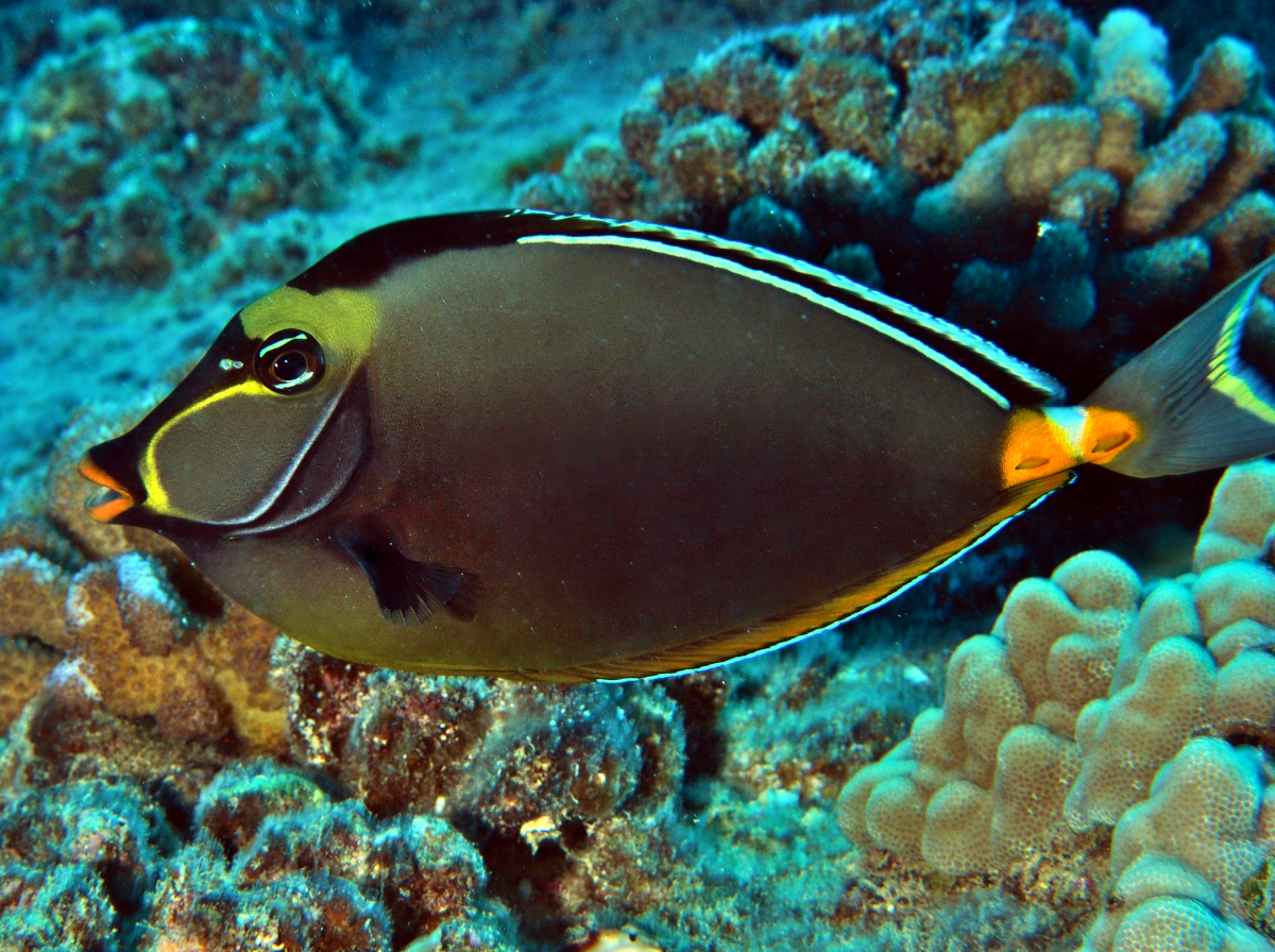 Orangespine Unicornfish - Naso lituratus