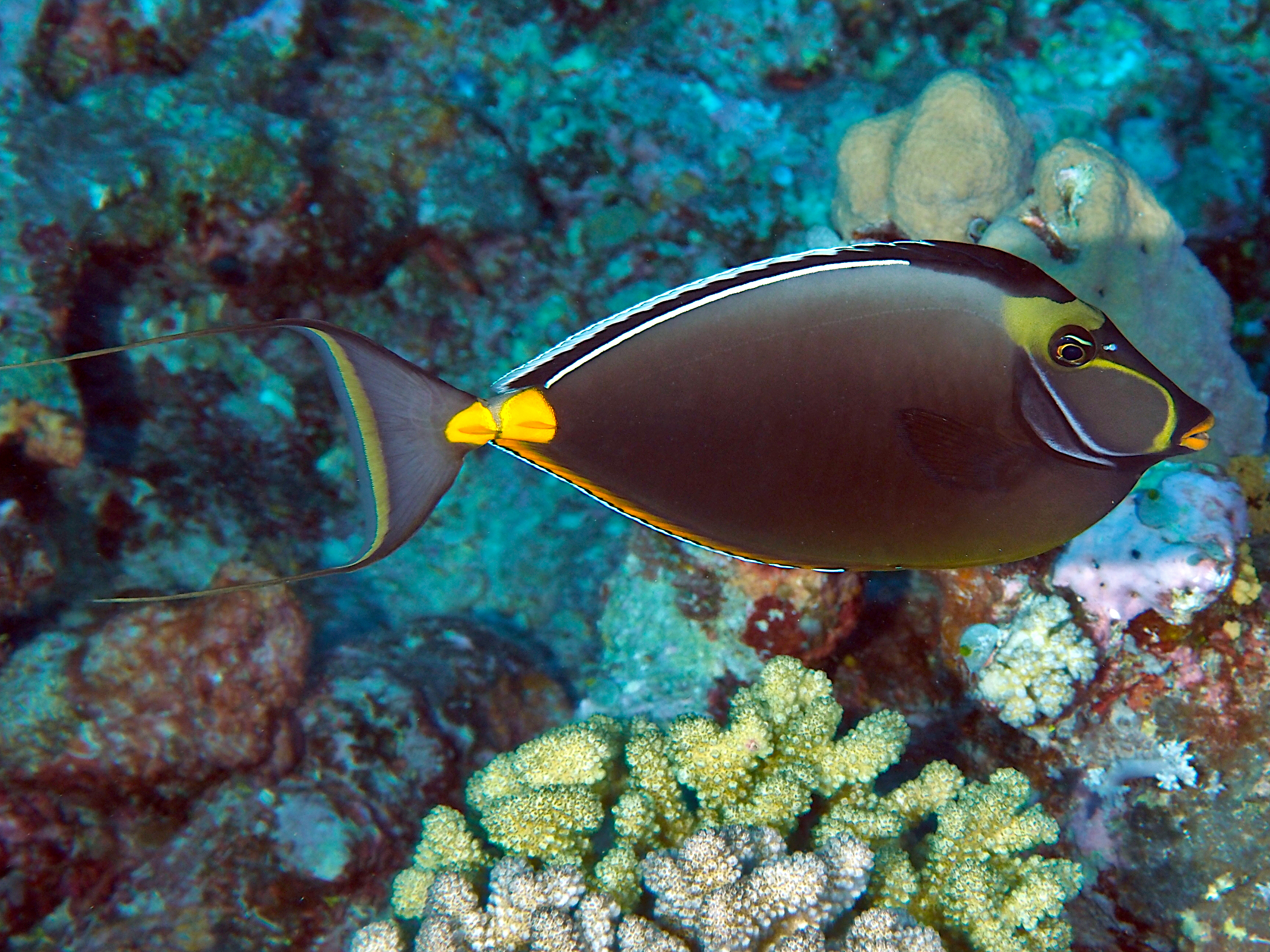 Orangespine Unicornfish - Naso lituratus