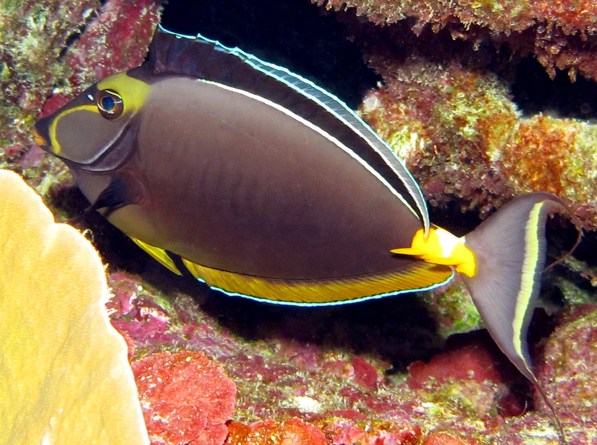 Orangespine Unicornfish - Naso lituratus