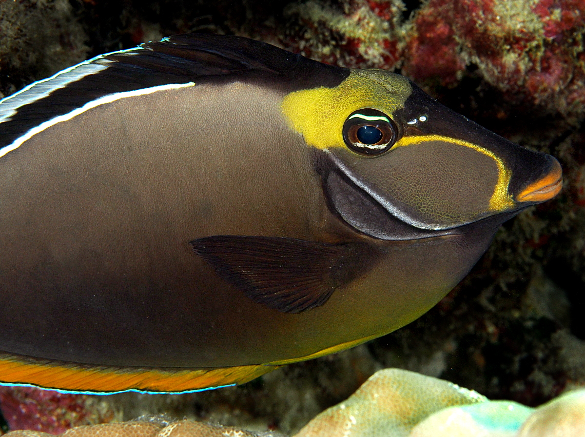 Orangespine Unicornfish - Naso lituratus