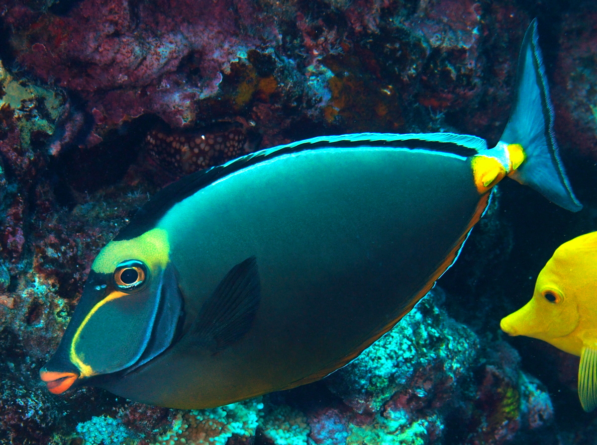 Orangespine Unicornfish - Naso lituratus