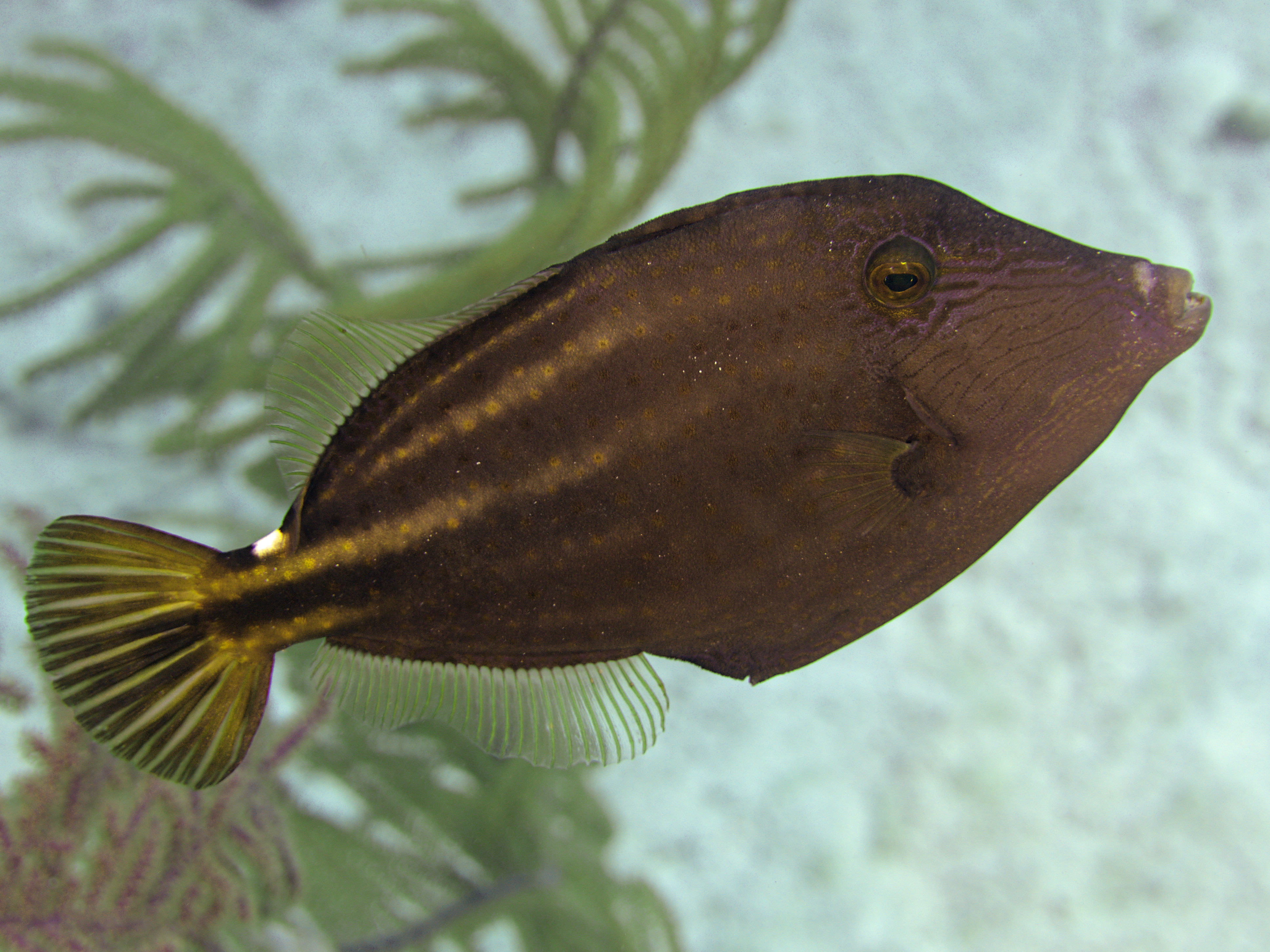 Orangespotted Filefish - Cantherhines pullus