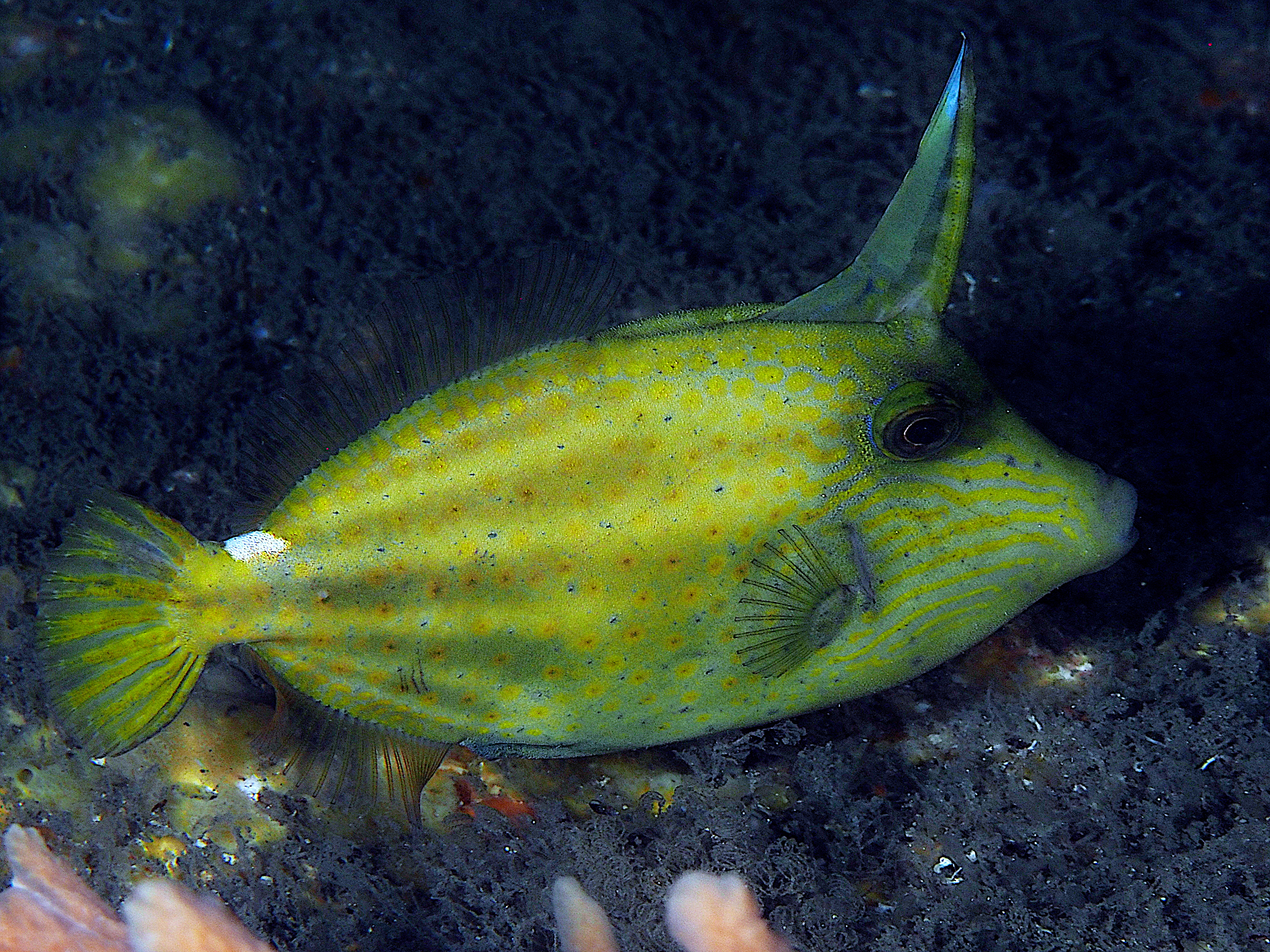 Orangespotted Filefish - Cantherhines pullus