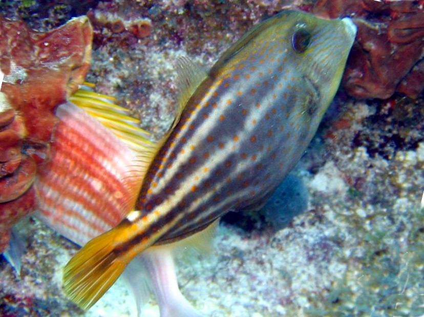 Orangespotted Filefish - Cantherhines pullus