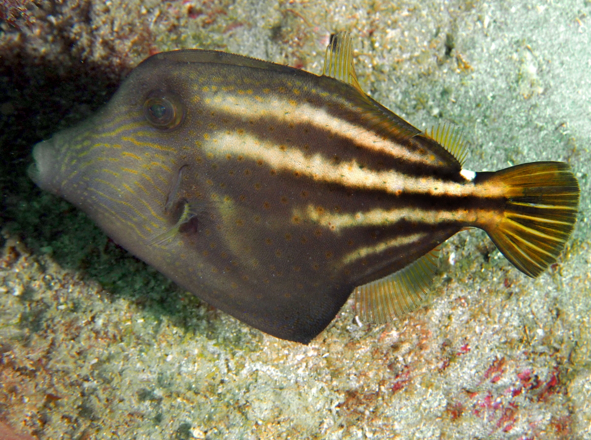 Orangespotted Filefish - Cantherhines pullus