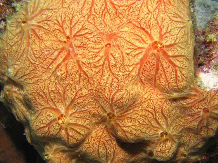 Orange-Veined Encrusting Sponge - Clathria curacaoensis - Nassau, Bahamas