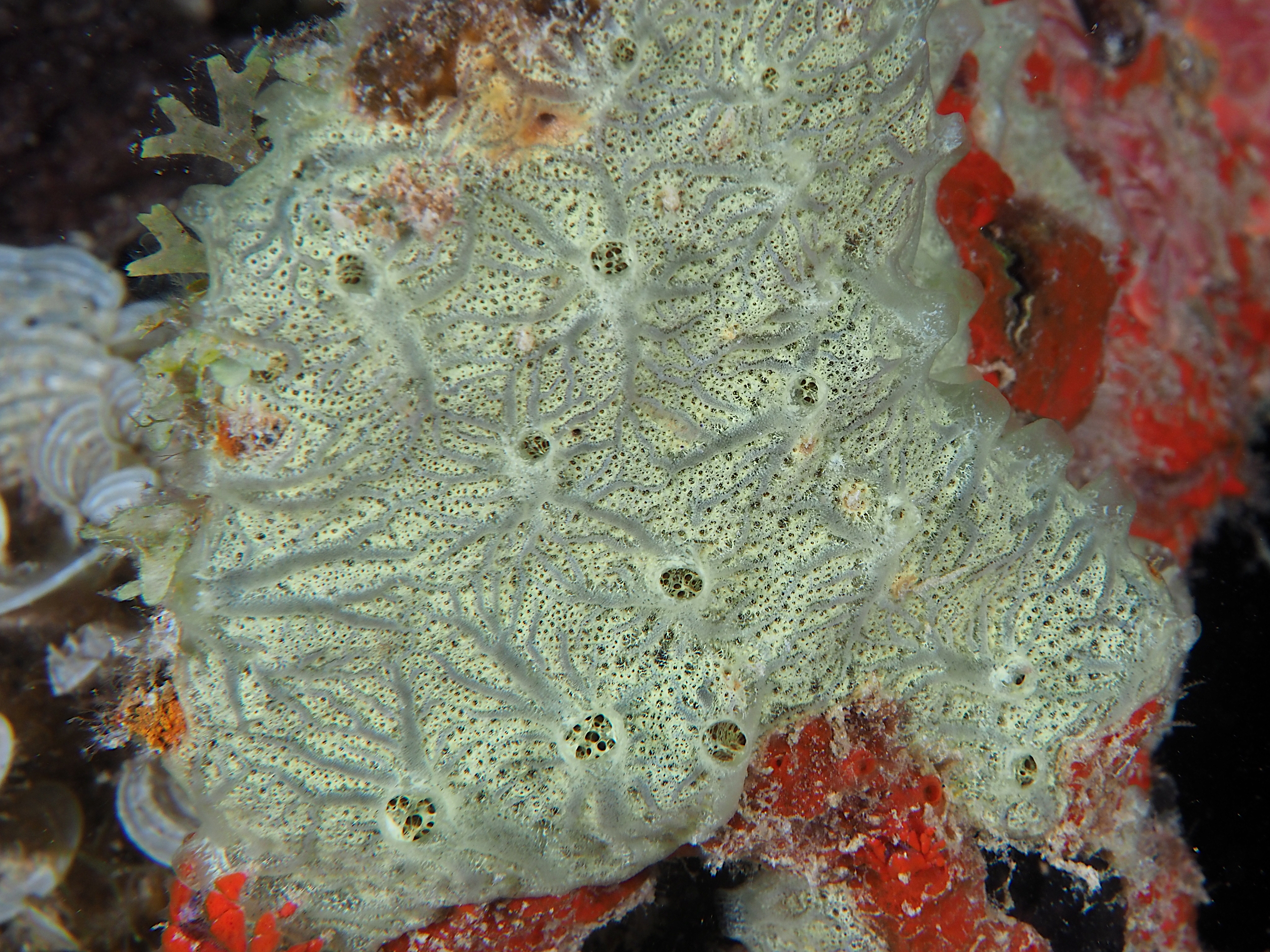 Orange-Veined Encrusting Sponge - Clathria (Thalysias) curacaoensis