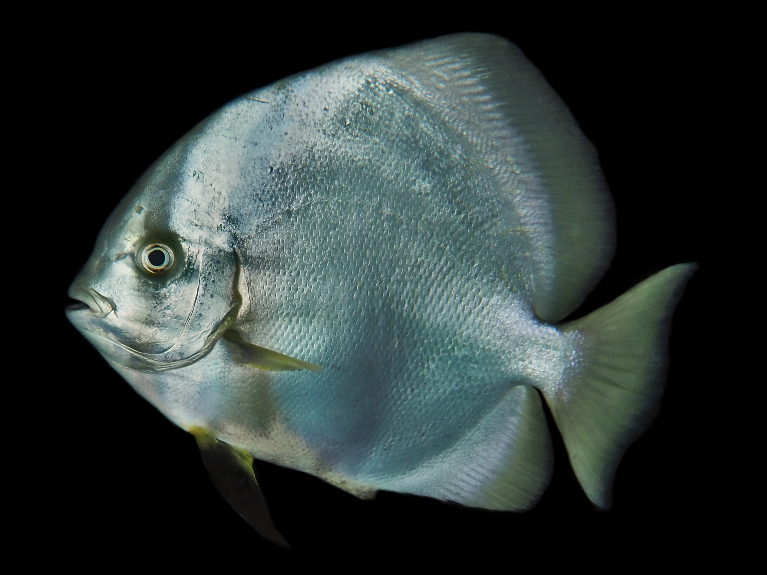Circular Spadefish - Platax orbicularis