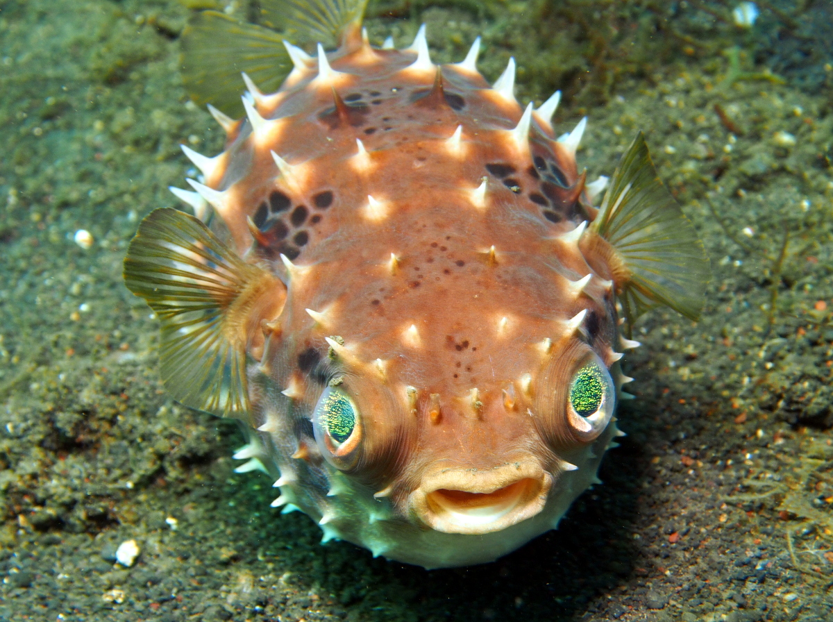 Orbicular Burrfish - Cyclichthys orbicularis