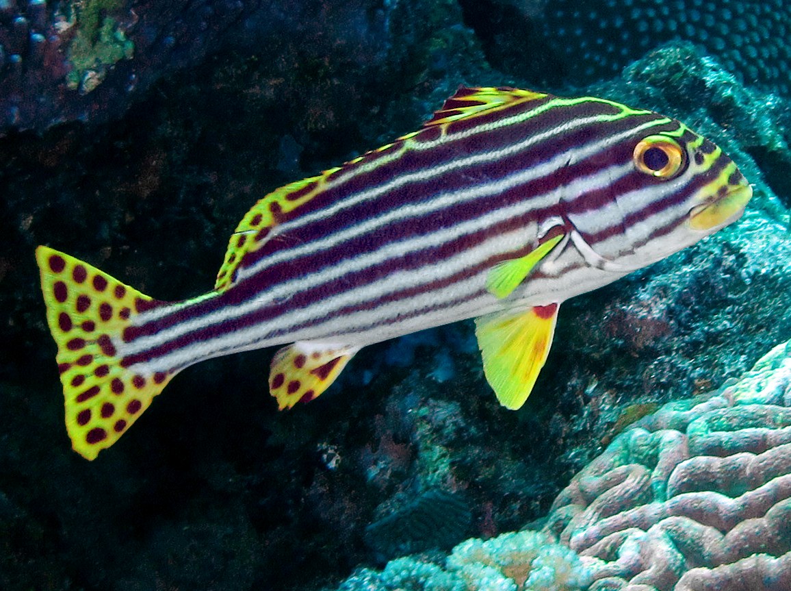 Oriental Sweetlips - Plectorhinchus vittatus