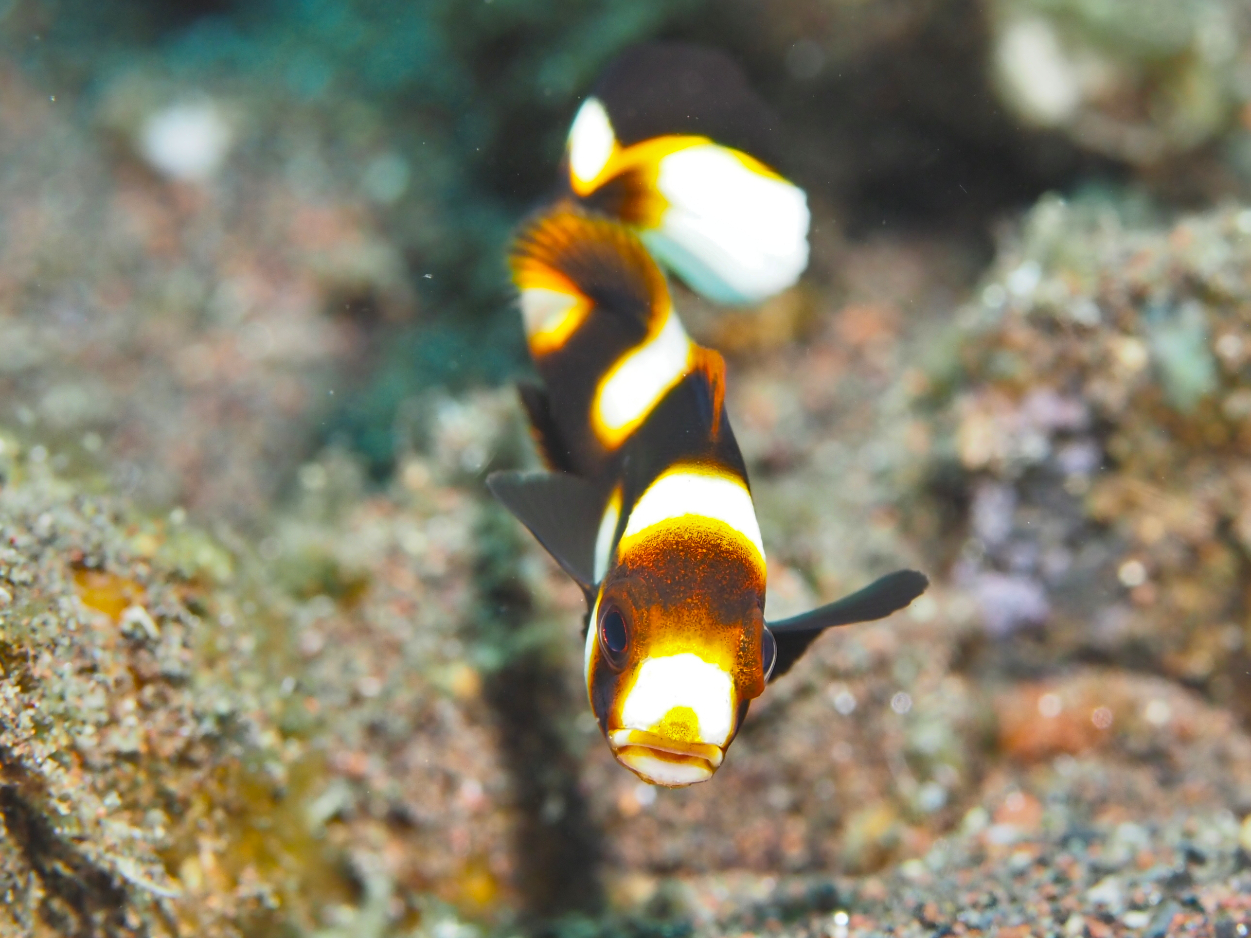 Oriental Sweetlips - Plectorhinchus vittatus