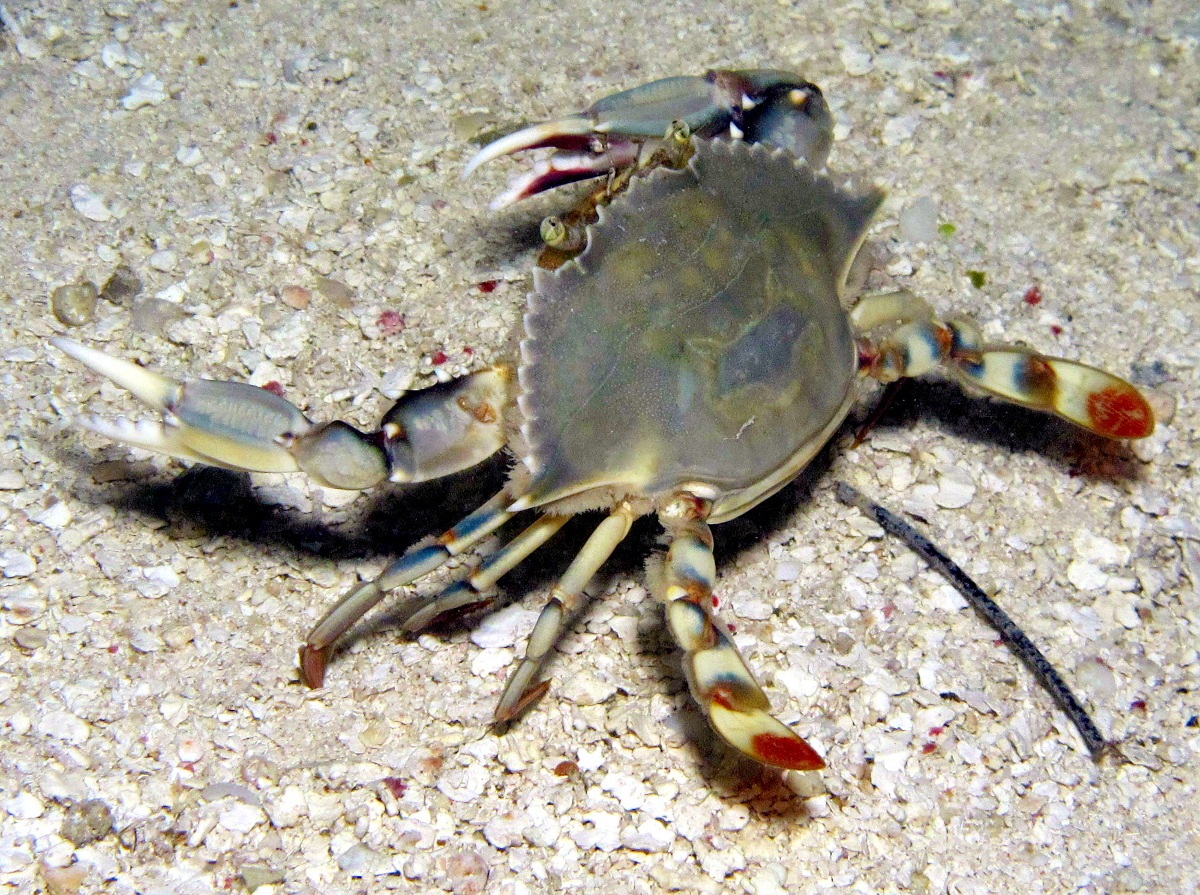 Ornate Blue Crab - Callinectes ornatus