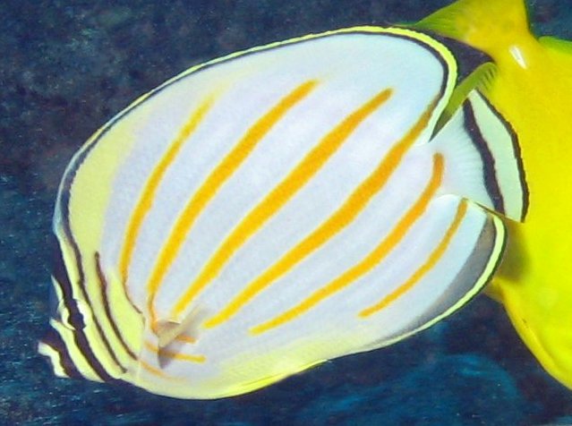 Ornate Butterflyfish - Chaetodon ornatissimus