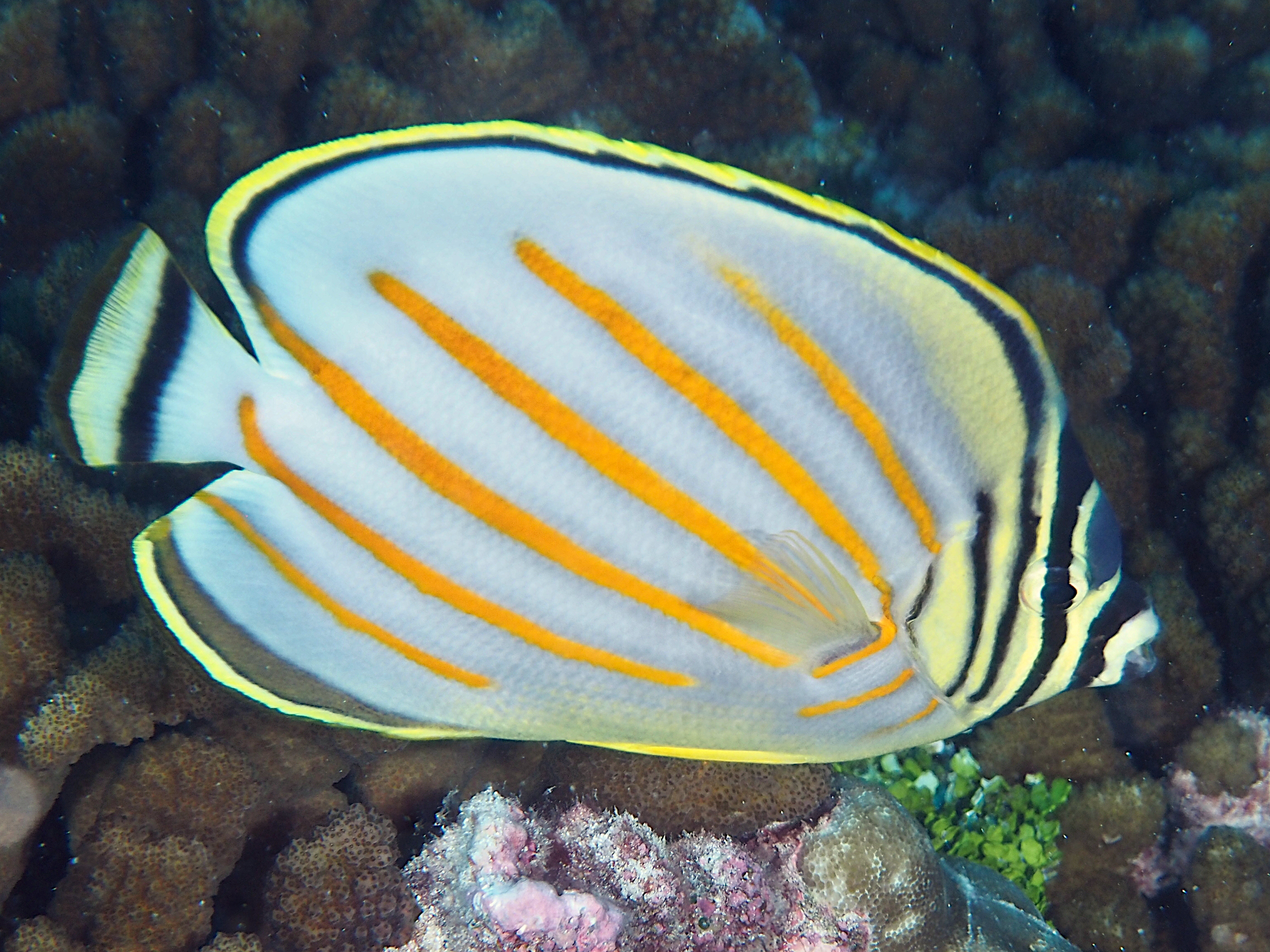 Ornate Butterflyfish - Chaetodon ornatissimus