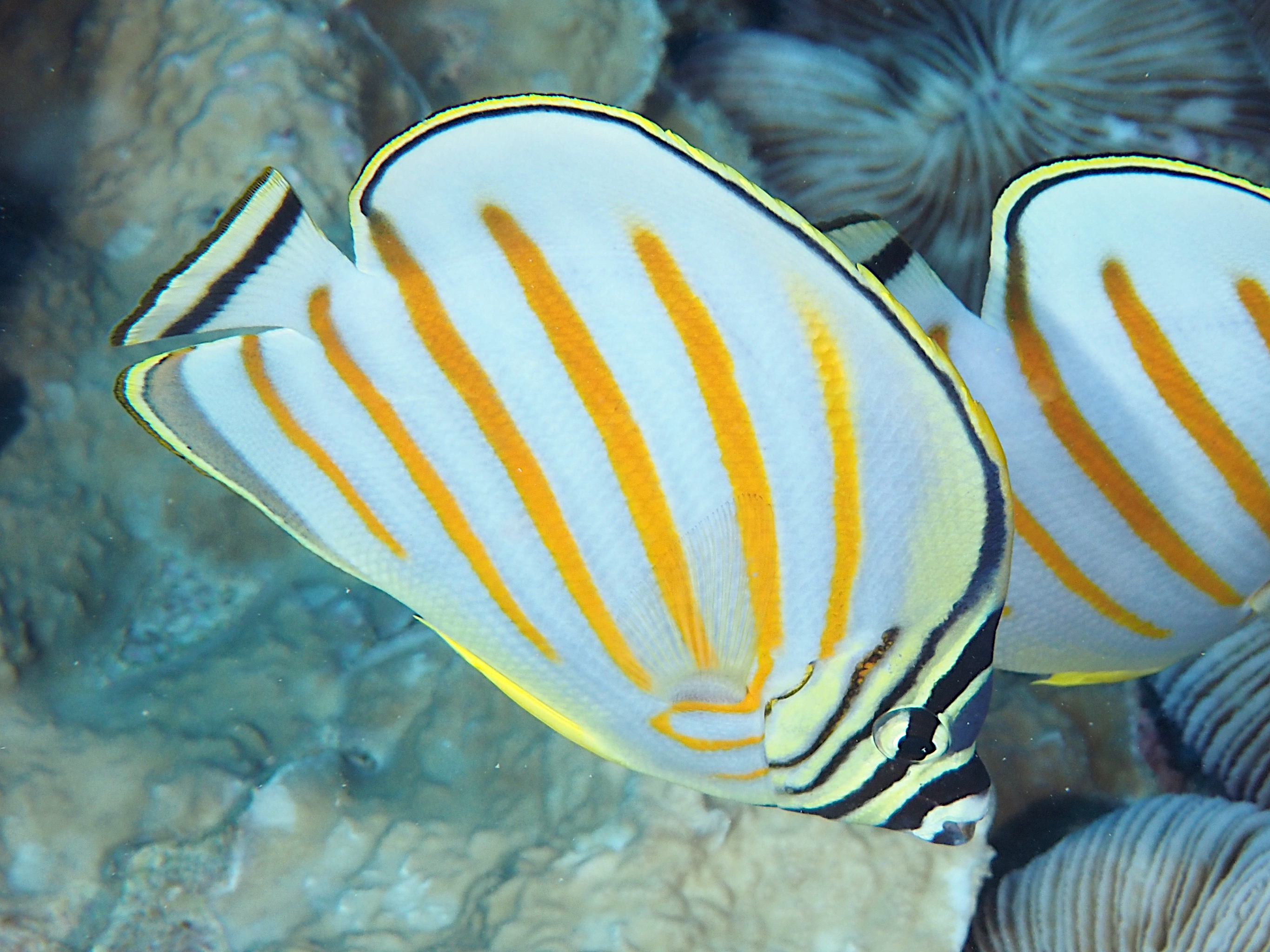 Ornate Butterflyfish - Chaetodon ornatissimus