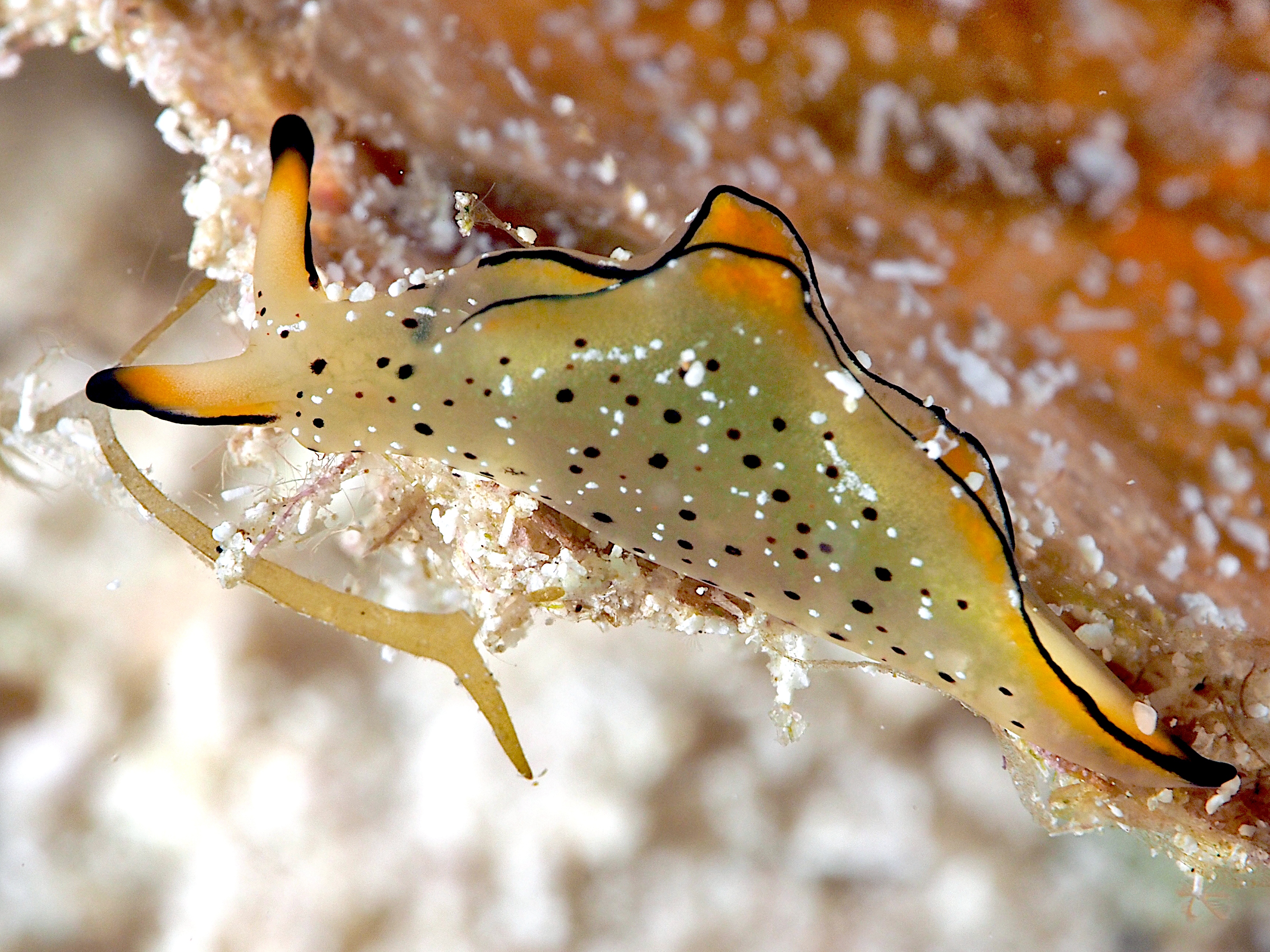 Ornate Elysia - Elysia ornata