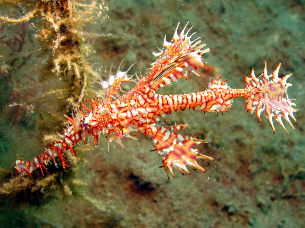 Ornate Ghost Pipefish - Solenostomus paradoxus