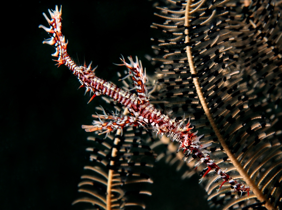 Ornate Ghost Pipefish - Solenostomus paradoxus