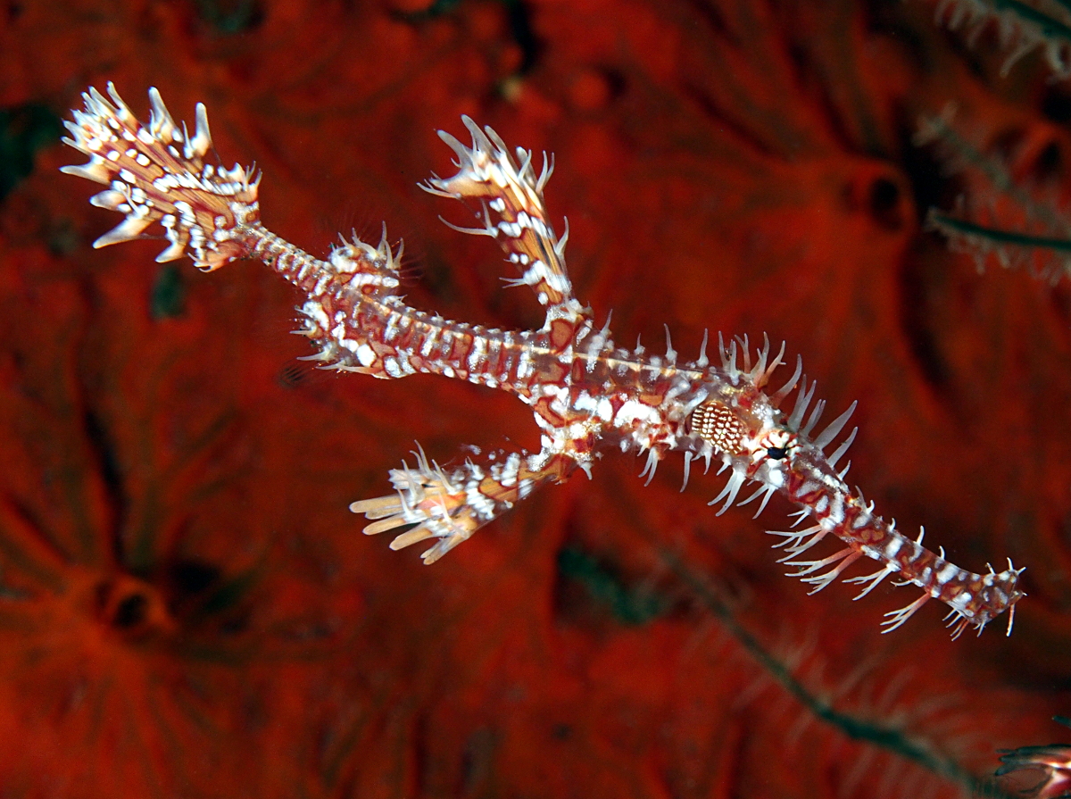 Ornate Ghost Pipefish - Solenostomus paradoxus