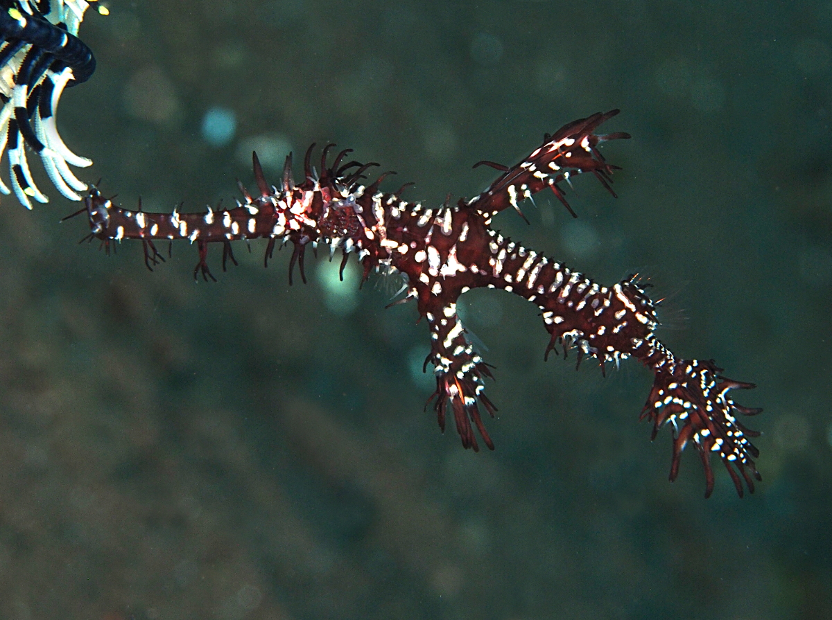 Ornate Ghost Pipefish - Solenostomus paradoxus