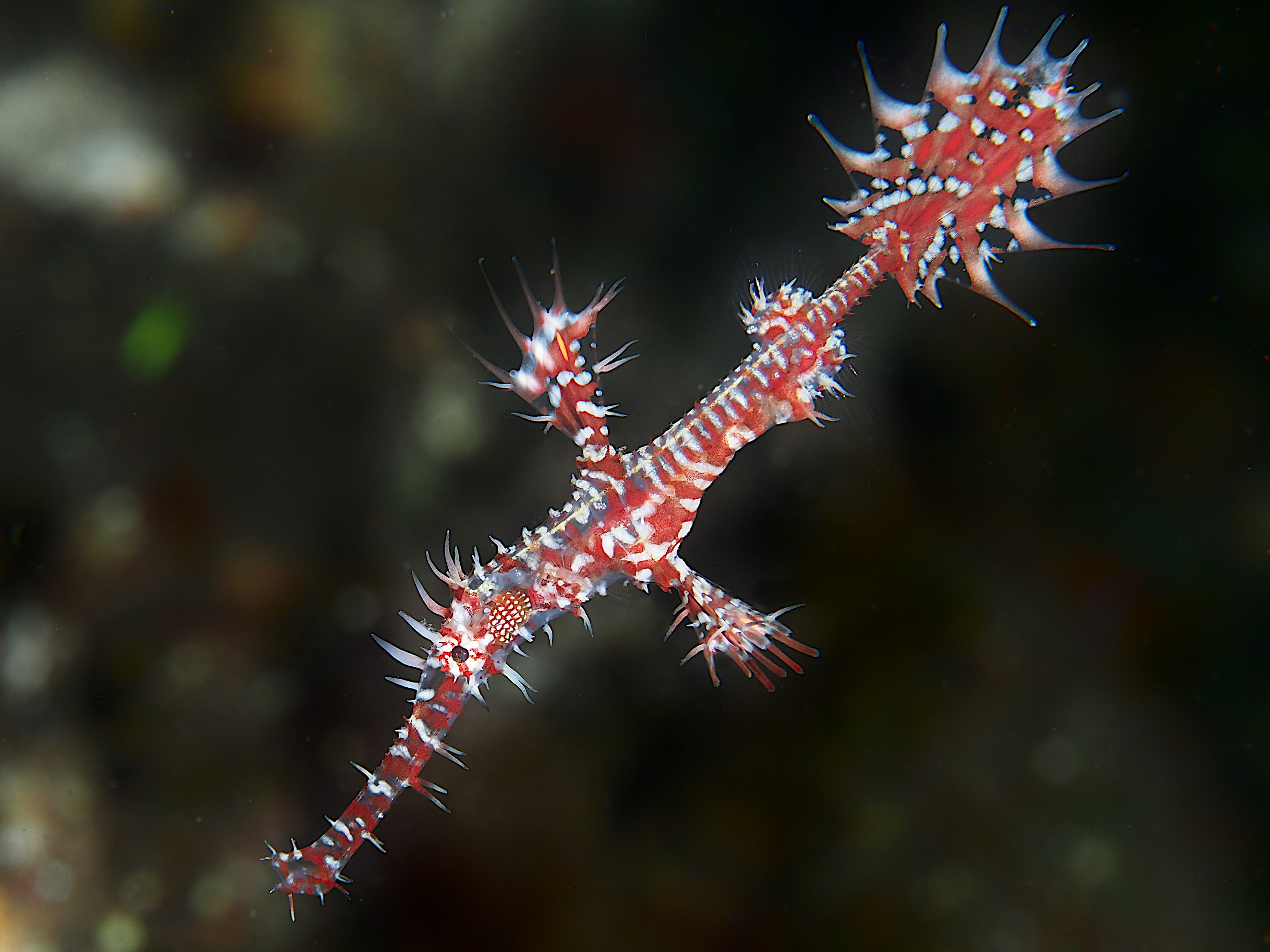 Ornate Ghost Pipefish - Solenostomus paradoxus