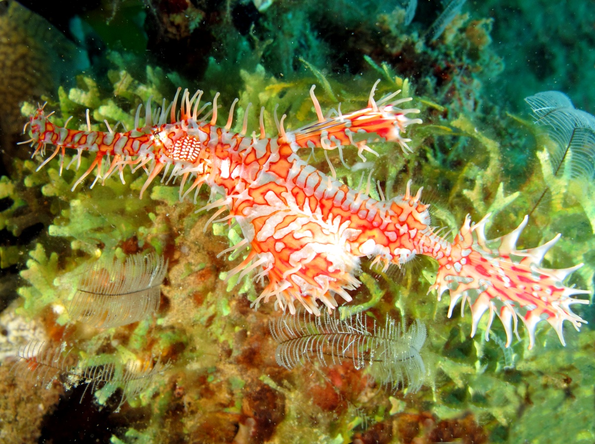 Ornate Ghost Pipefish - Solenostomus paradoxus