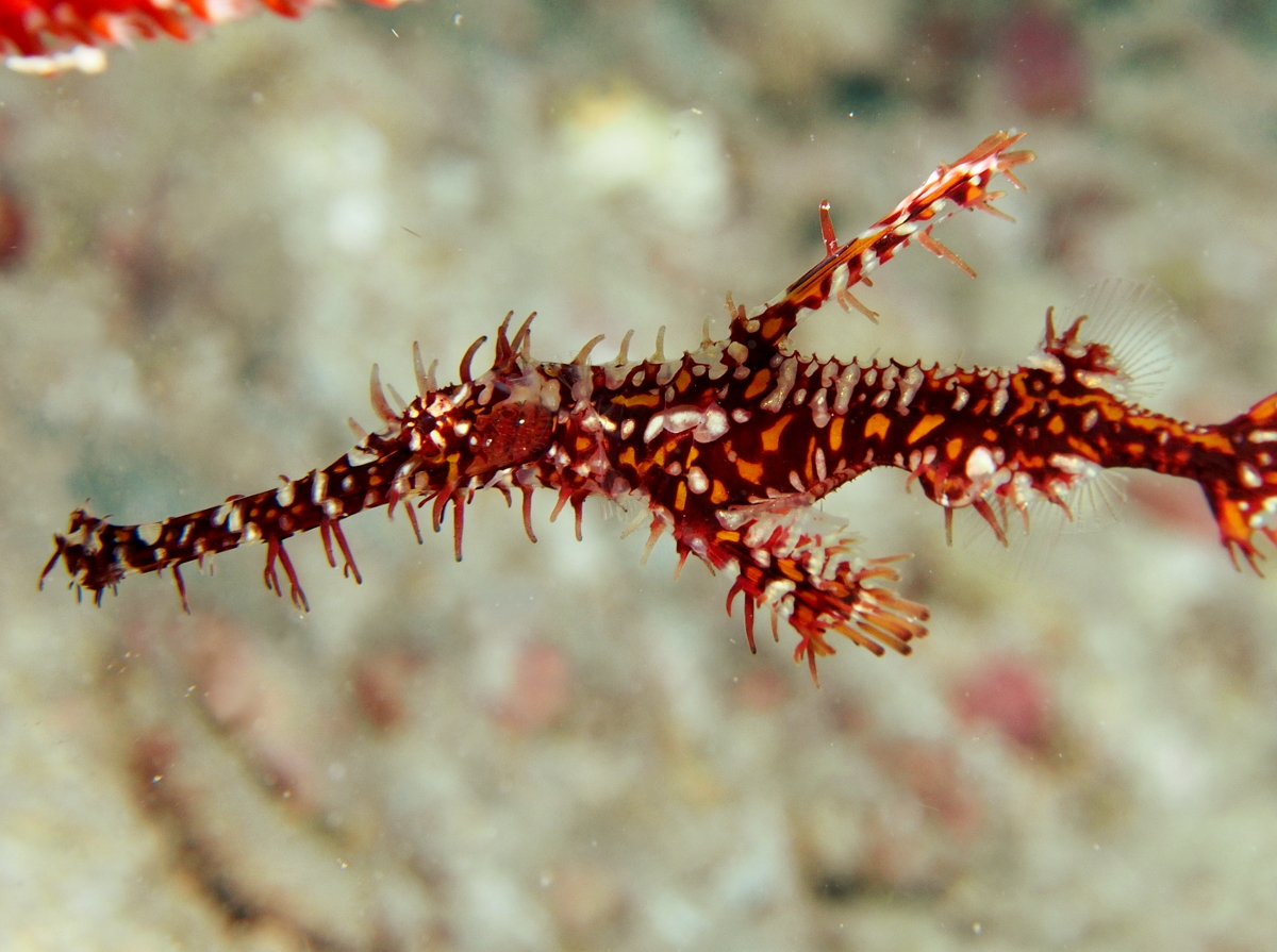 Ornate Ghost Pipefish - Solenostomus paradoxus