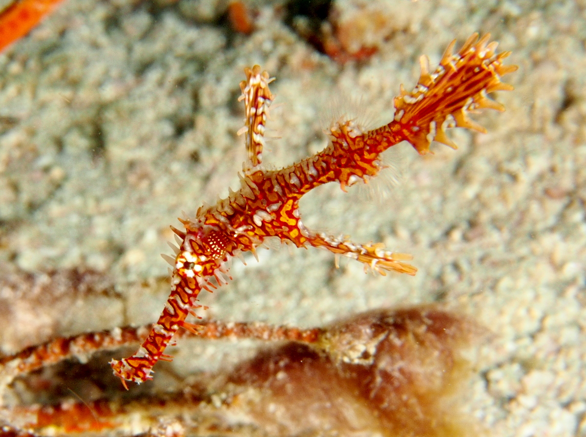 Ornate Ghost Pipefish - Solenostomus paradoxus