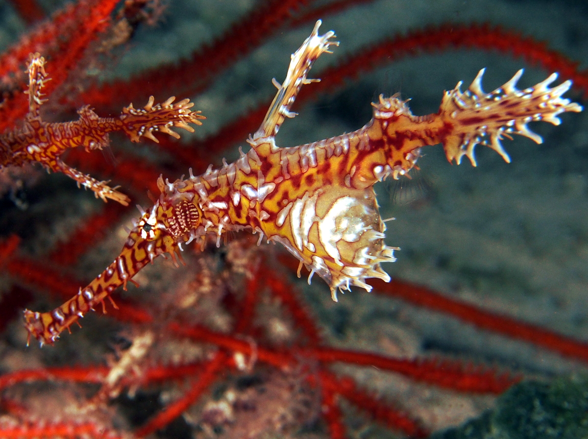 Ornate Ghost Pipefish - Solenostomus paradoxus