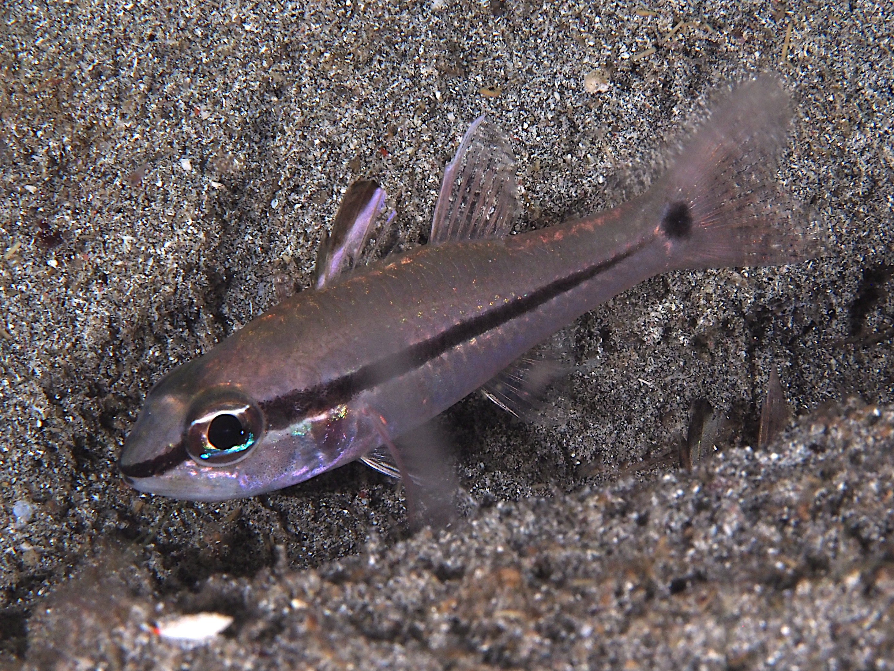 Linespot Cardinalfish - Ostorhinchus lineomaculatus - Komodo, Indonesia