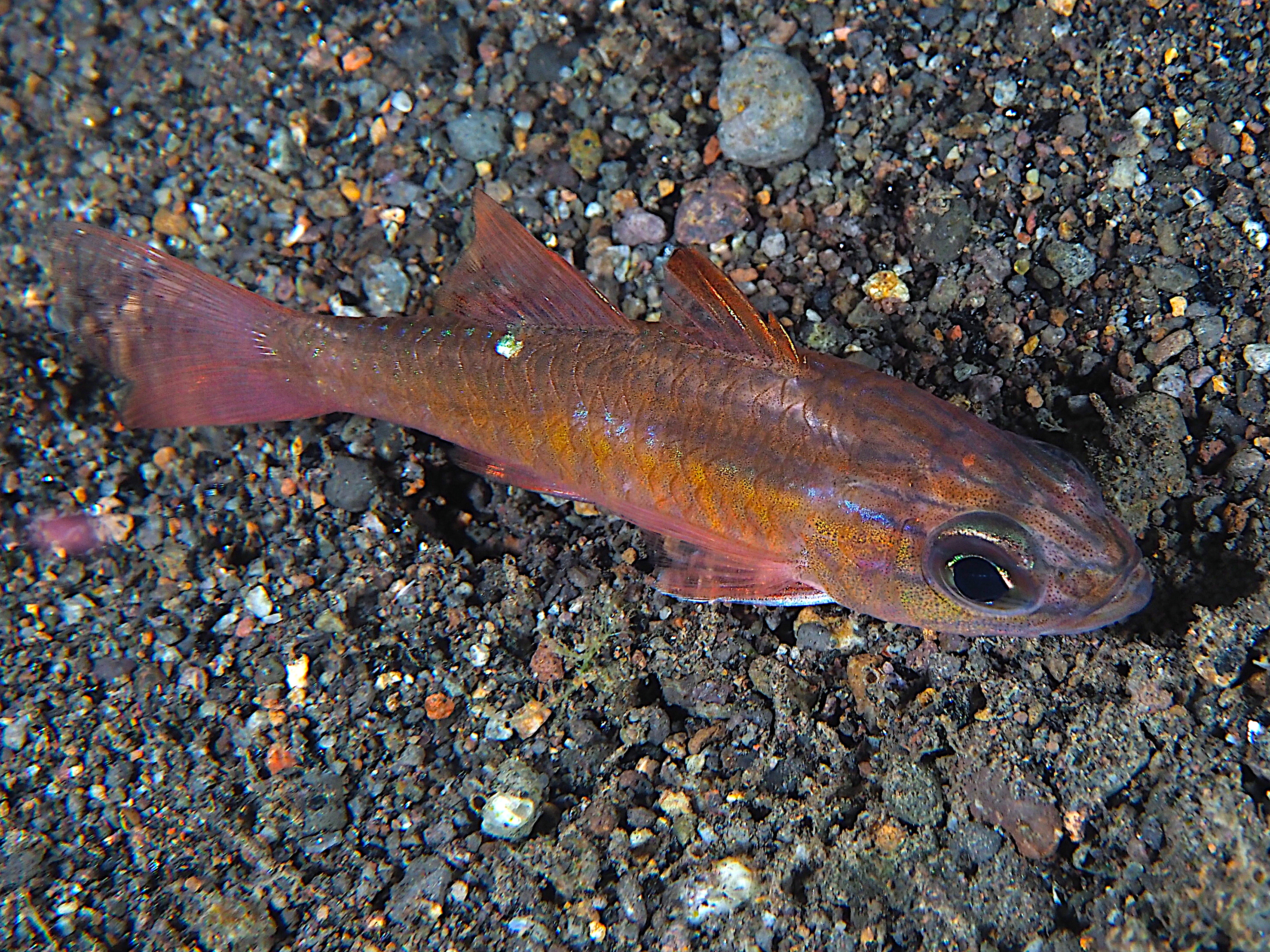 Moluccan Cardinalfish - Ostorhinchus moluccensis