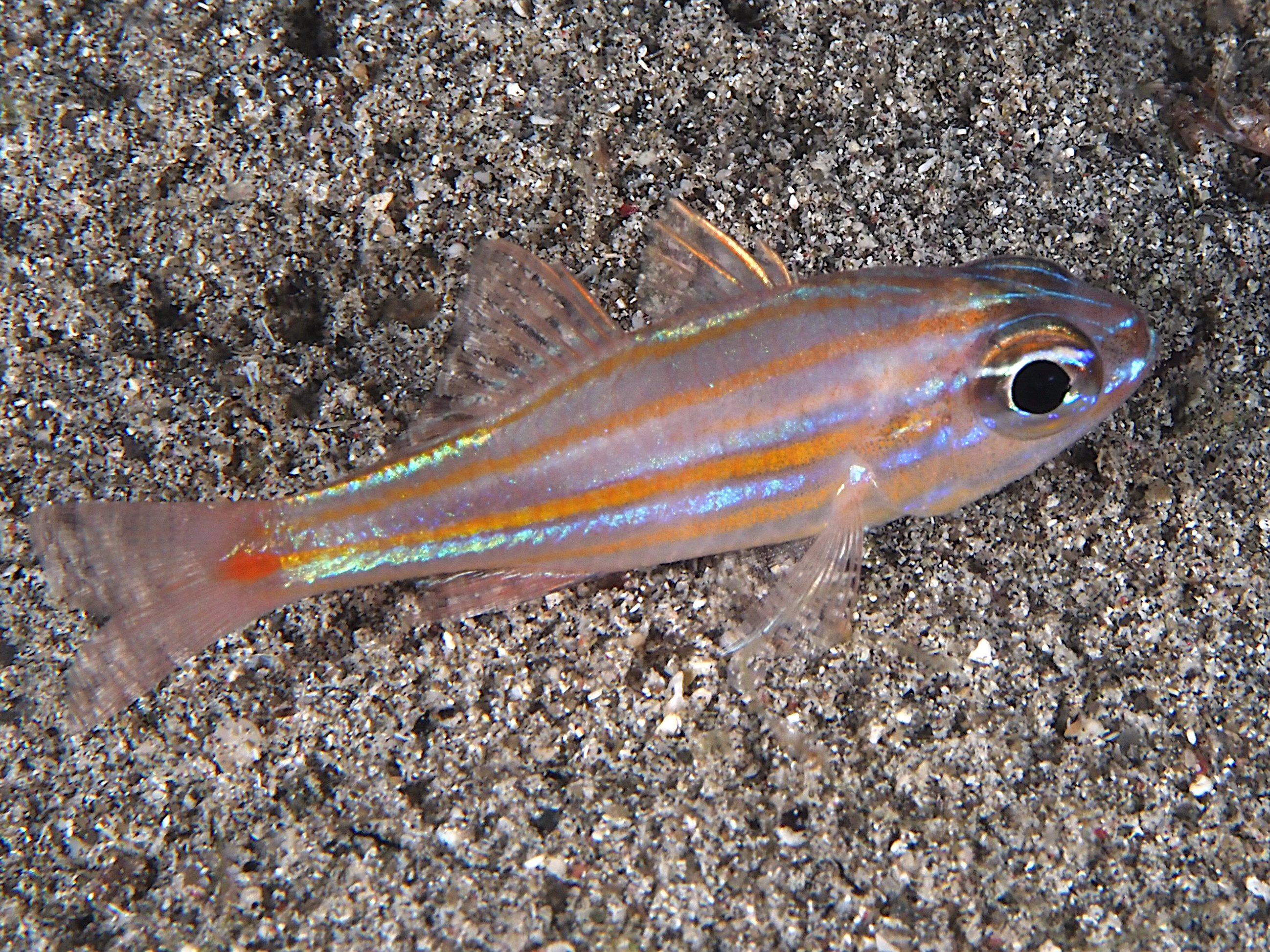 Orangespot Cardinalfish - Ostorhinchus rubrimacula - Komodo, Indonesia