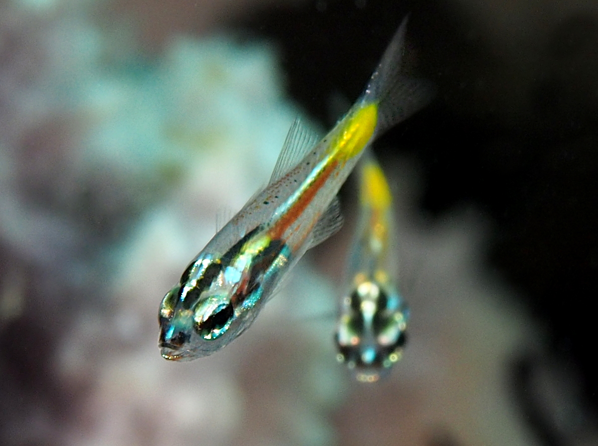 Wassinki Cardinalfish - Ostorhinchus wassinki - Anilao, Philippines