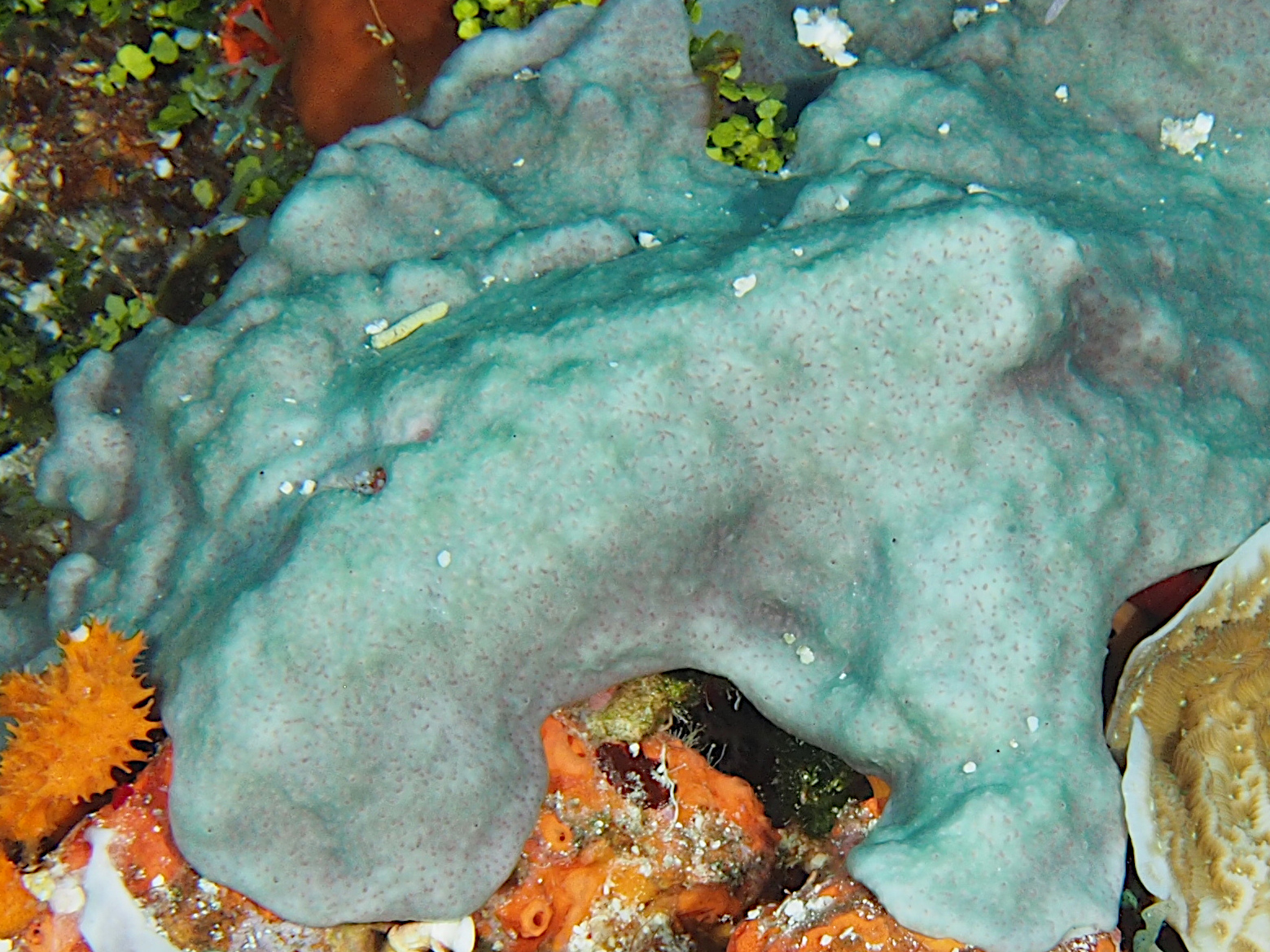 Overgrowing Mat Tunicates - Trididemnum solidum