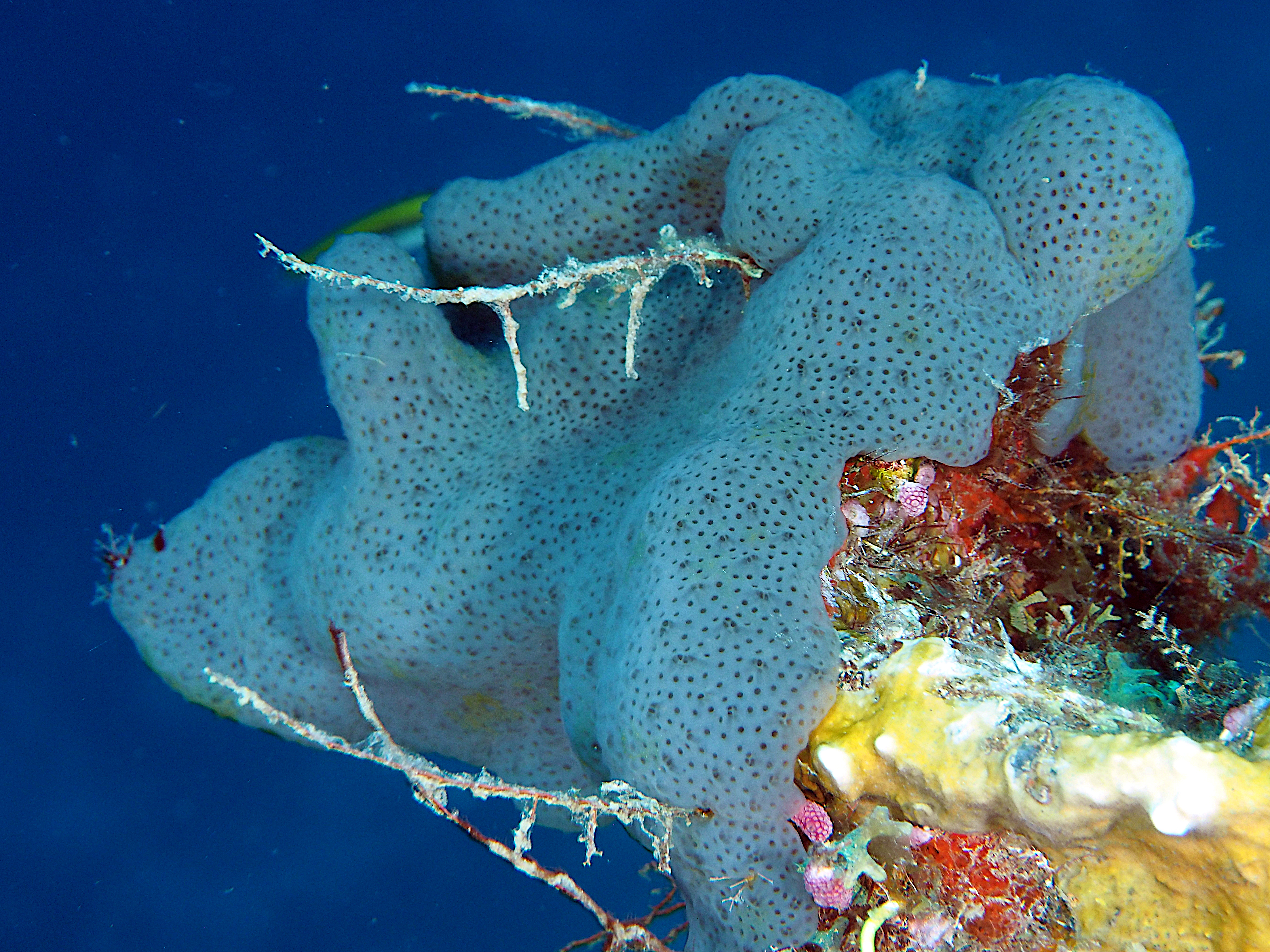 Overgrowing Mat Tunicates - Trididemnum solidum
