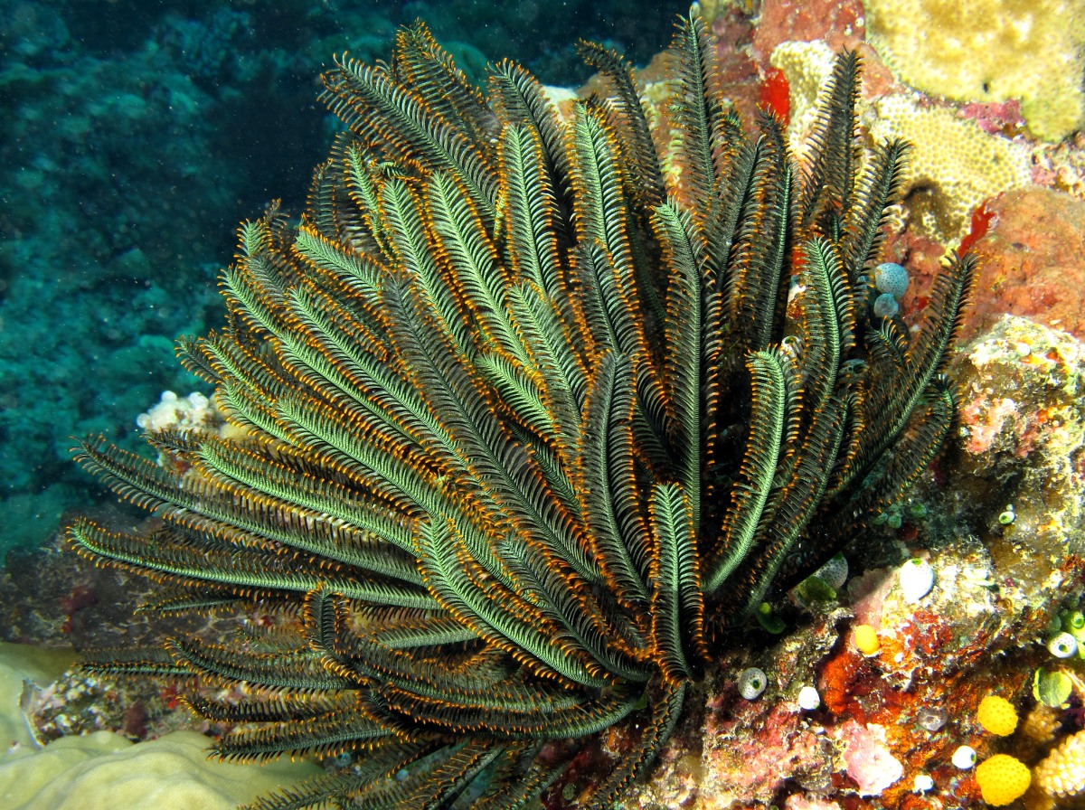 Bennett's Feather Star - Anneissia bennetti