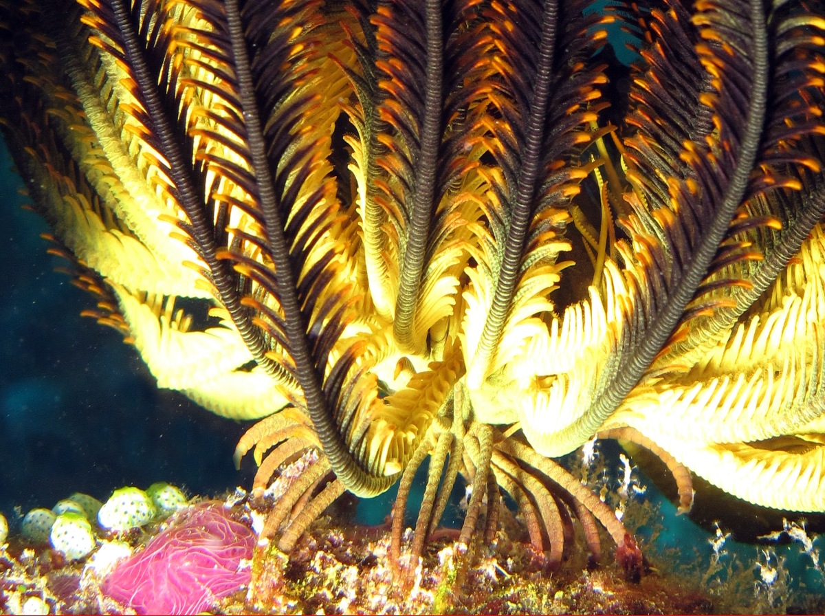 Bennett's Feather Star - Anneissia bennetti