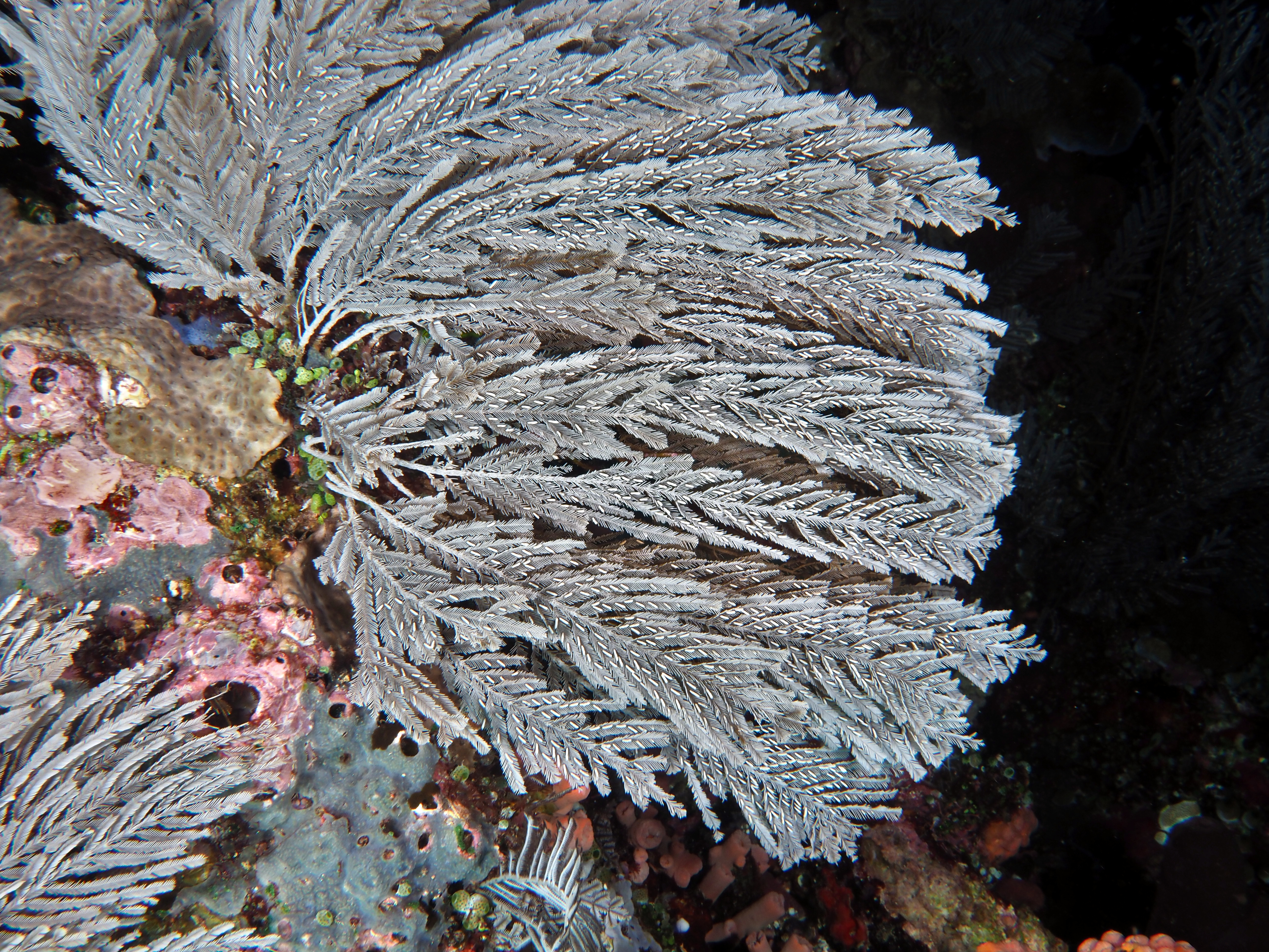 Pachyrhynchia cuppressina - Pachyrhynchia cuppressina - Komodo, Indonesia