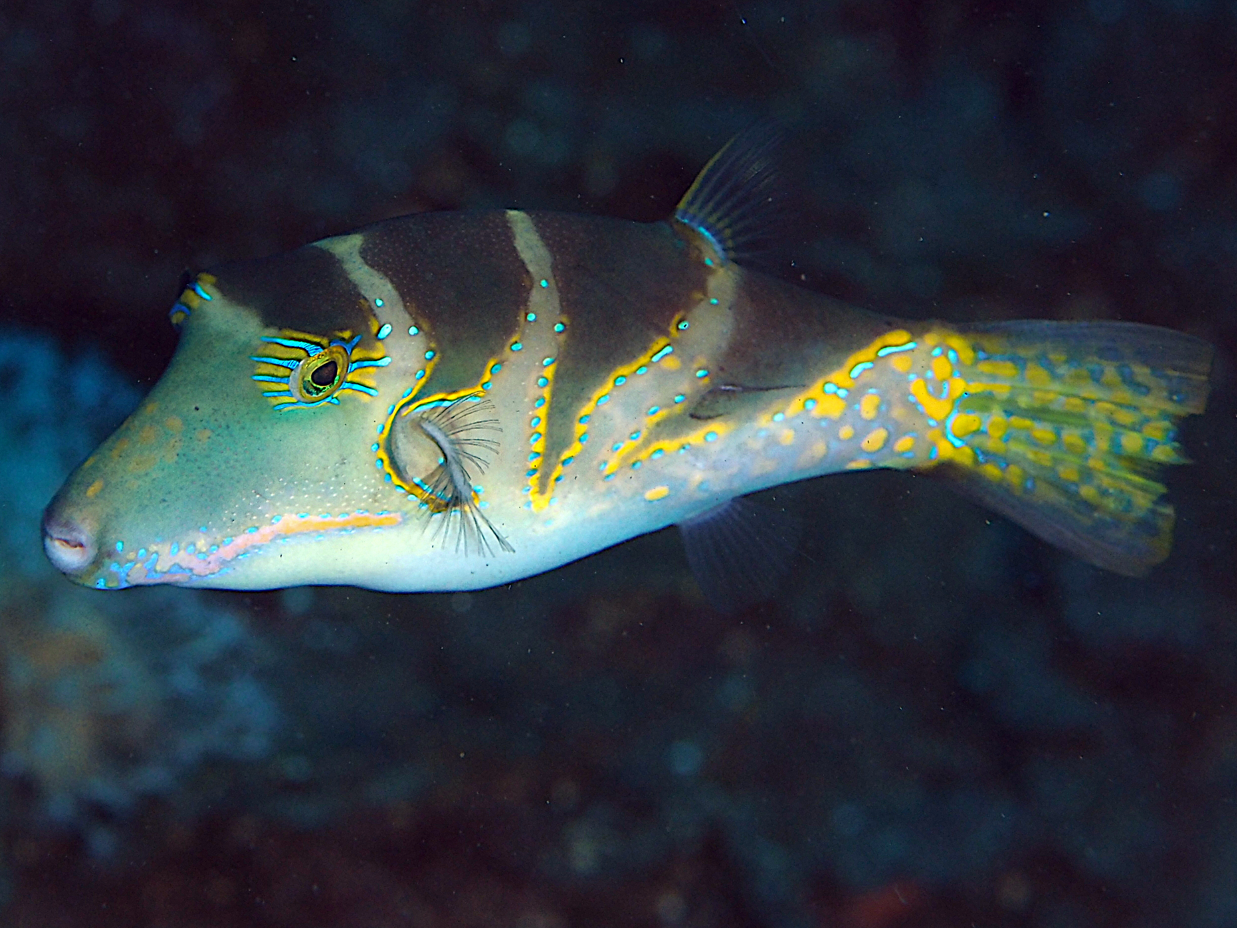 Pacific Crown Toby - Canthigaster axiologus